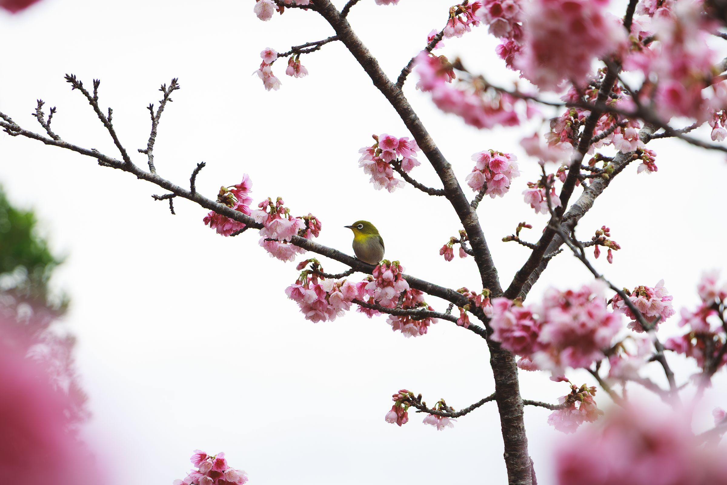 Silent Crow Photography's image