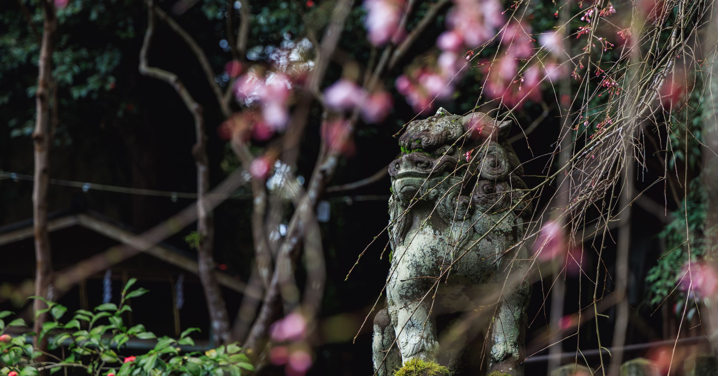 Silent Crow Photography's image