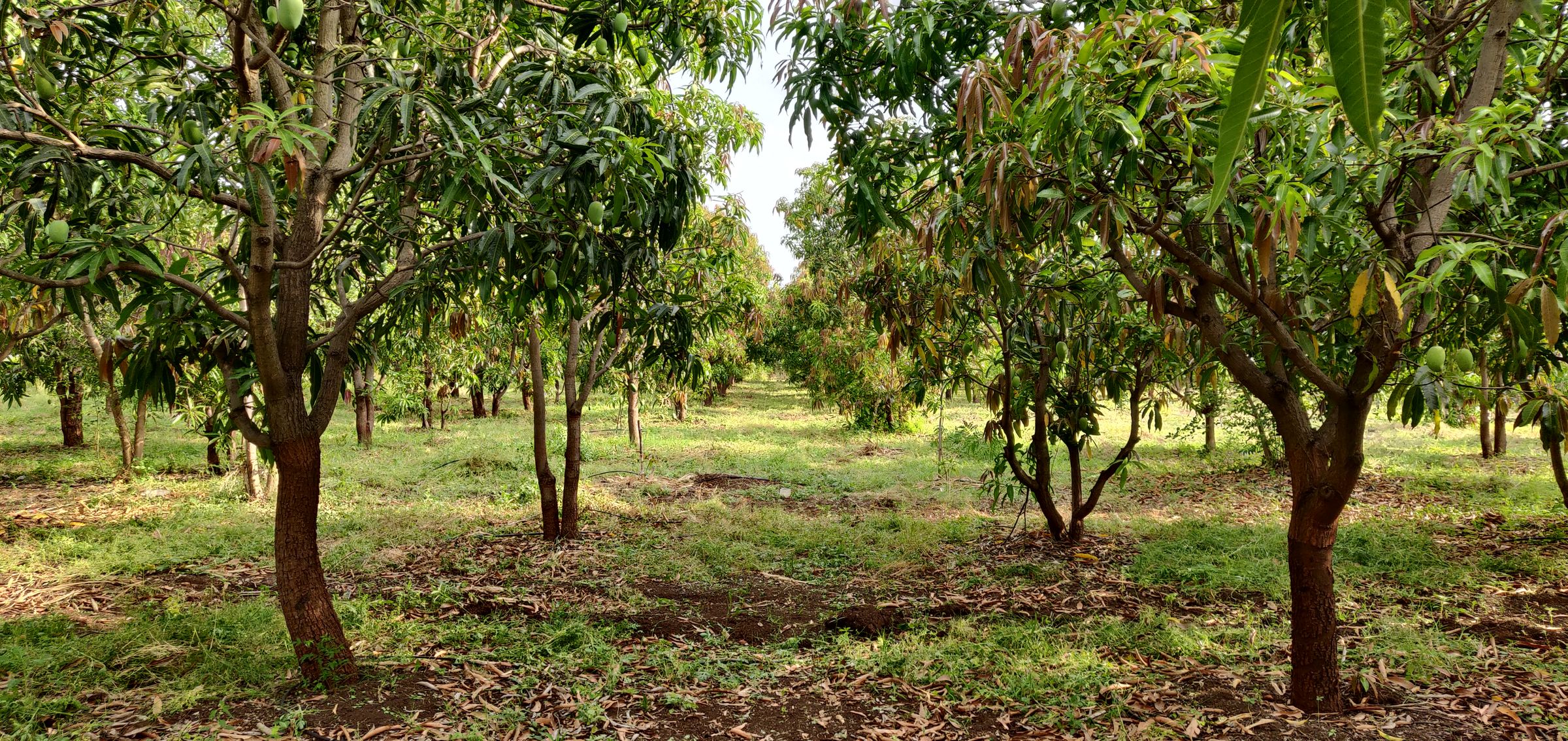 Mango Trees