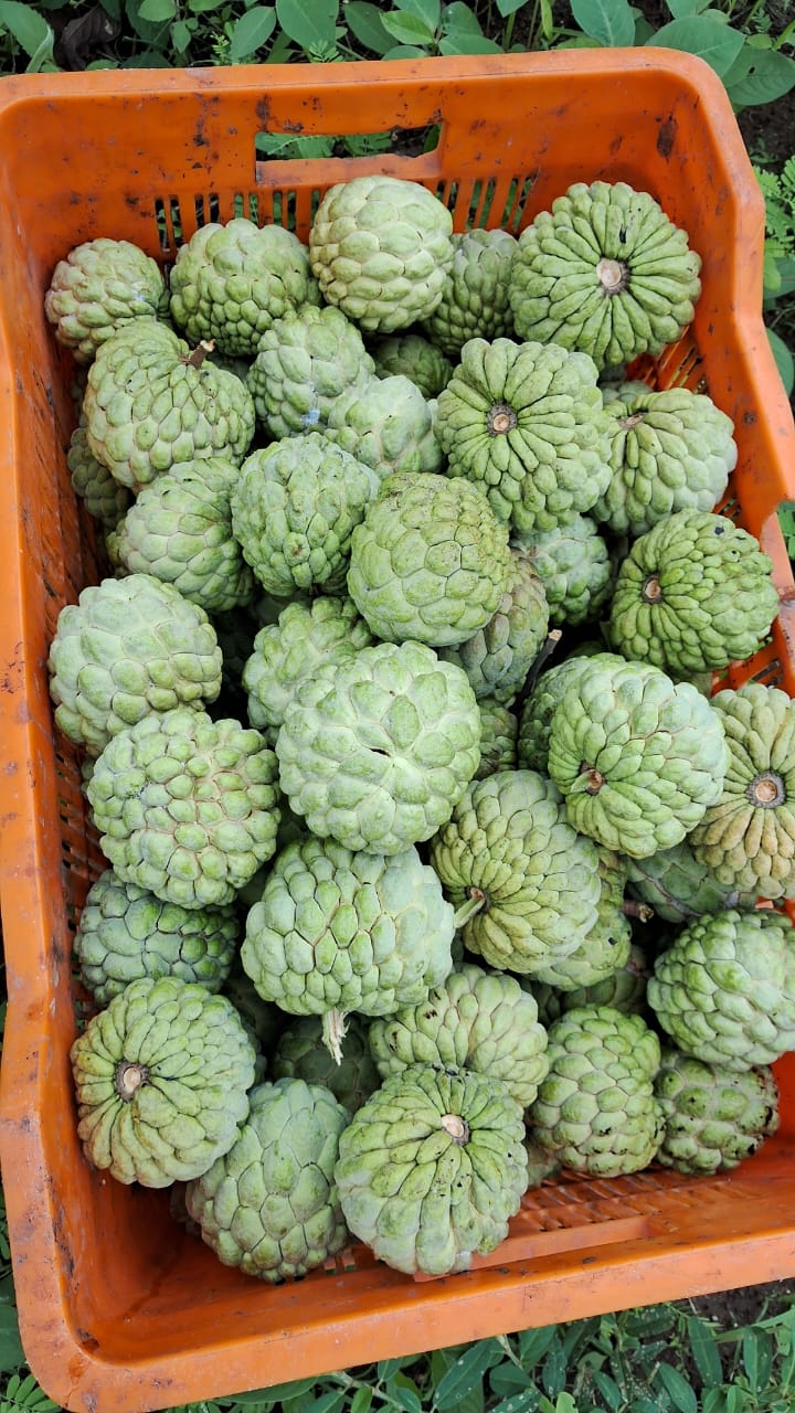 Antarang Organic Farms's image