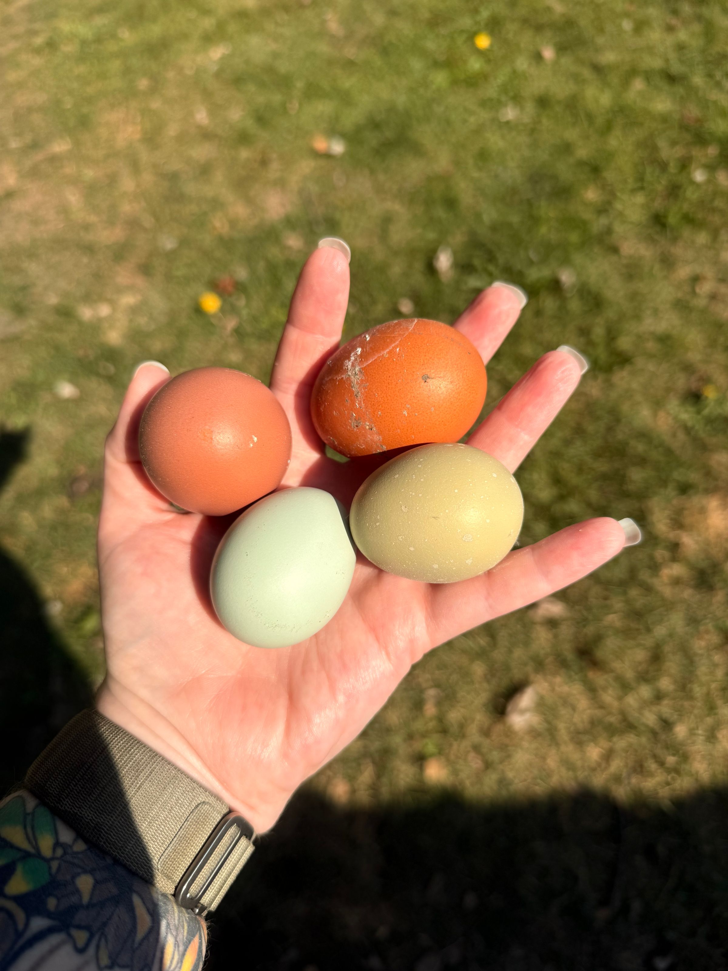 Farm Fresh Eggs