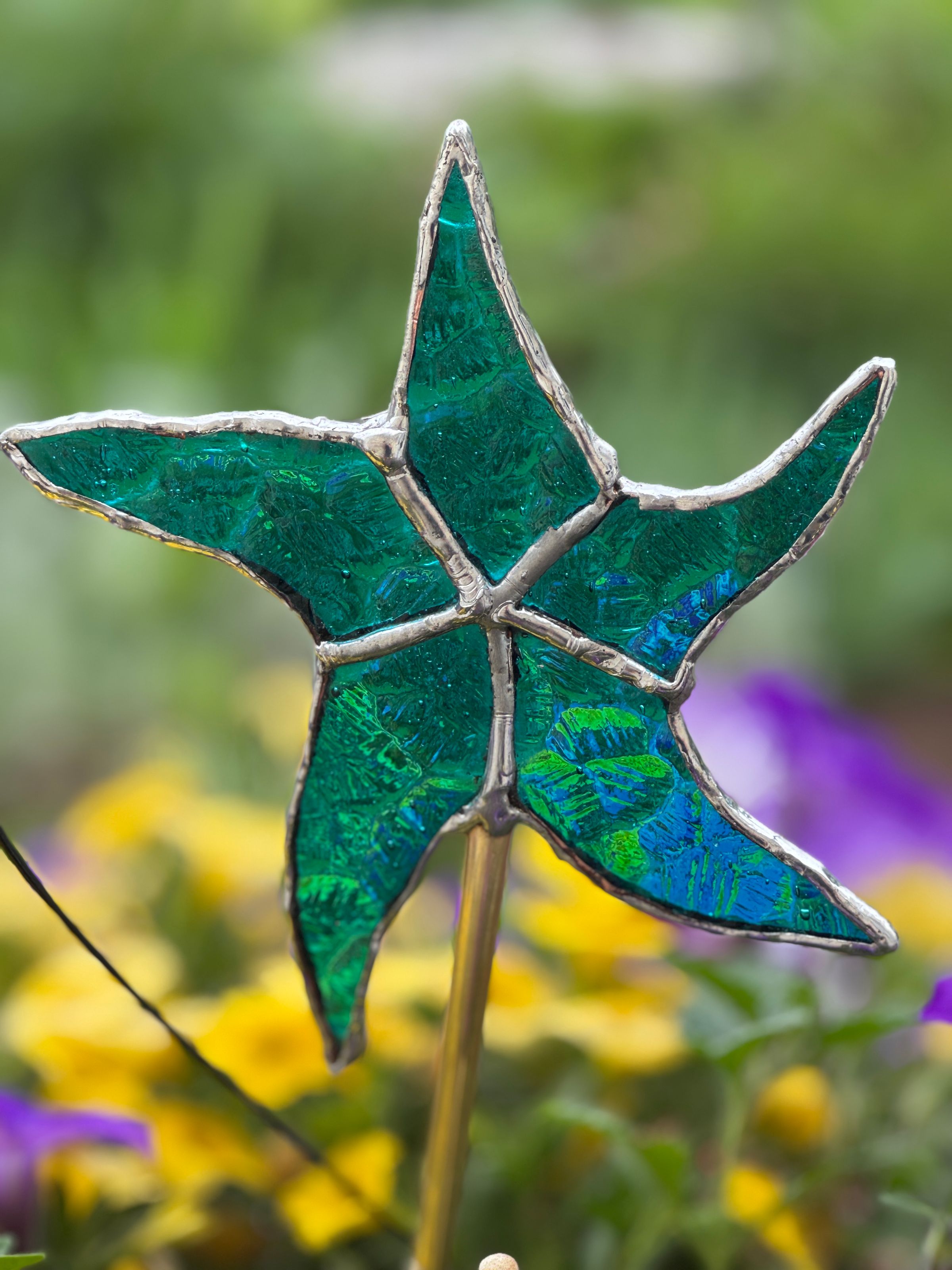 Blue starfish