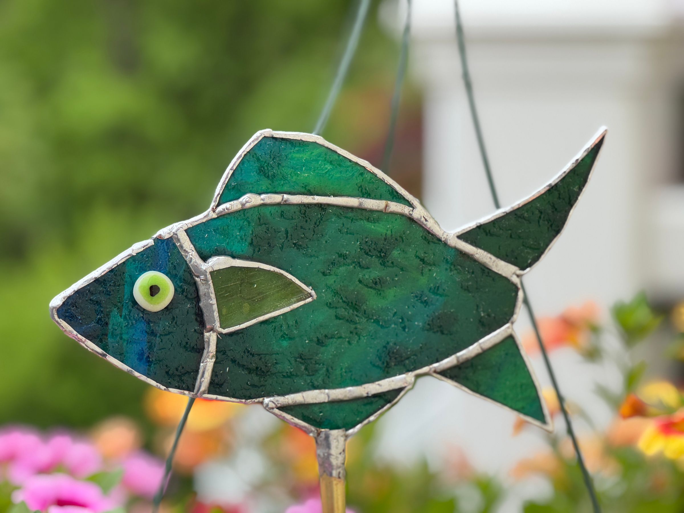 Little fish