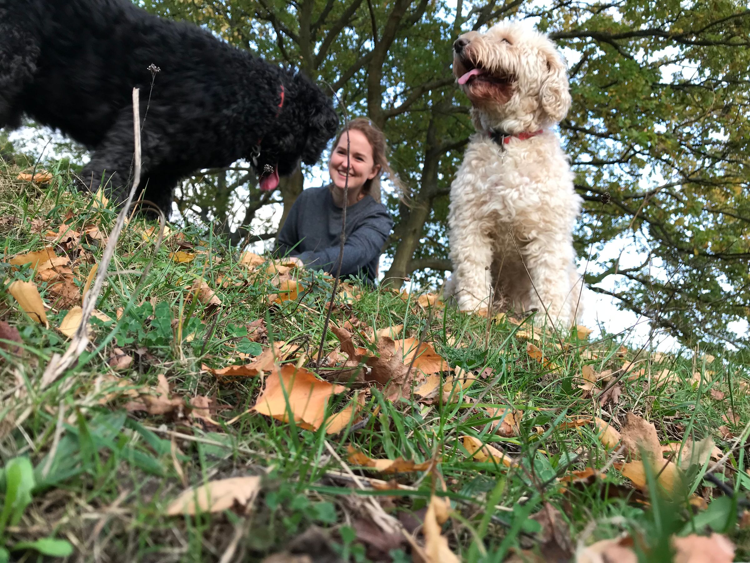 Megan Stewart - Veterinary Rehabilitation's image