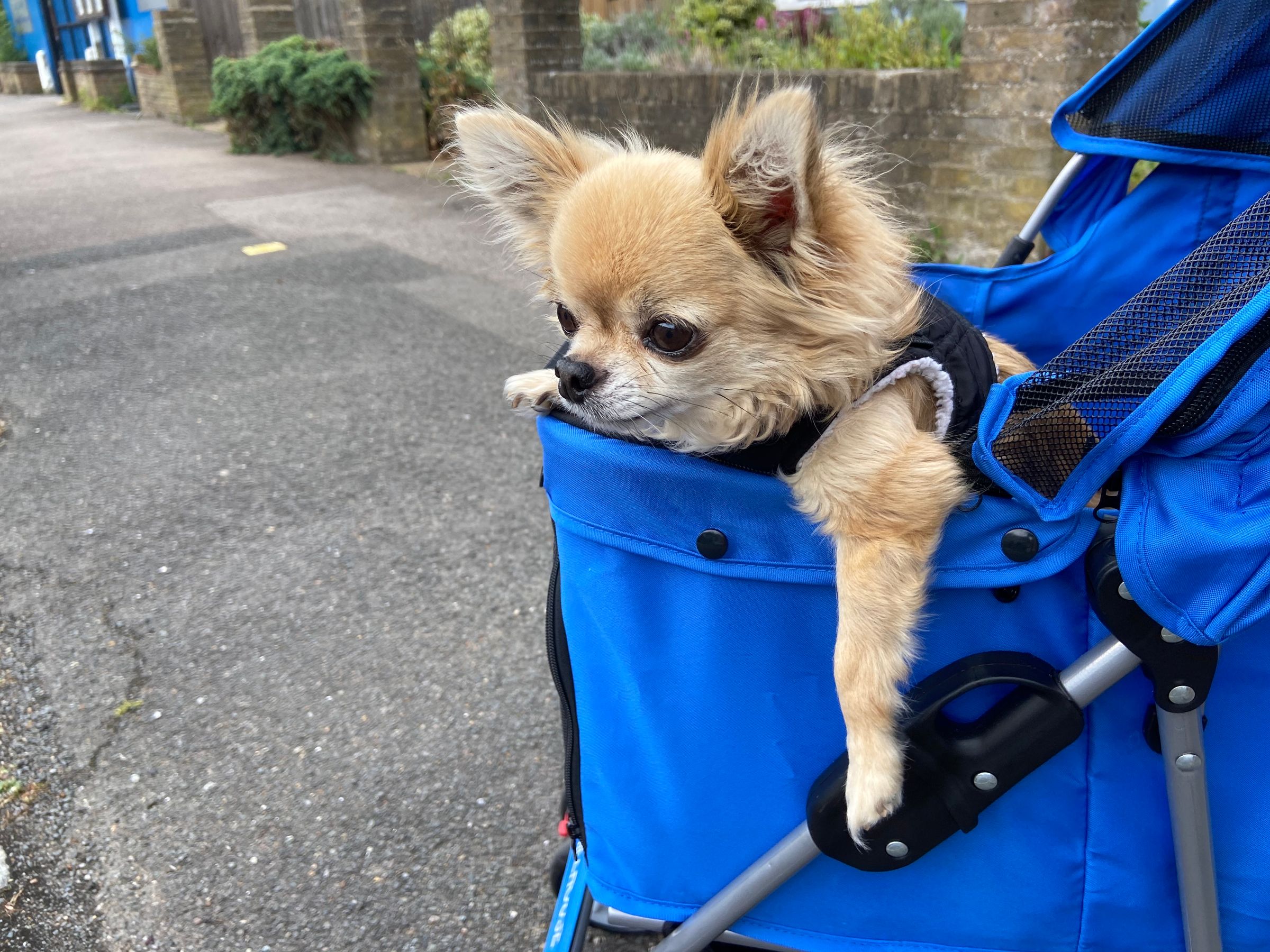 Megan Stewart - Veterinary Rehabilitation's image