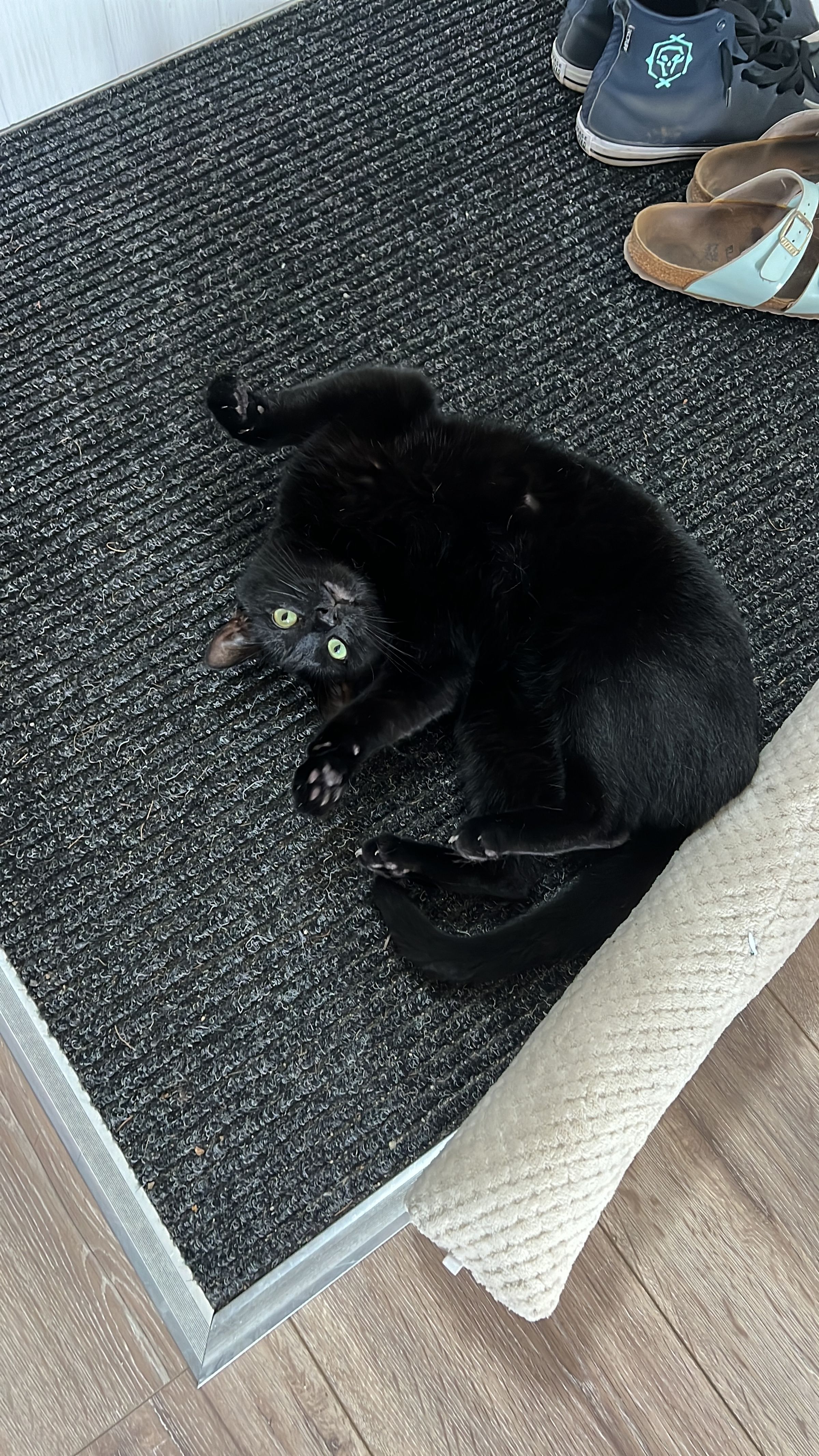 Megan Stewart - Veterinary Rehabilitation's image