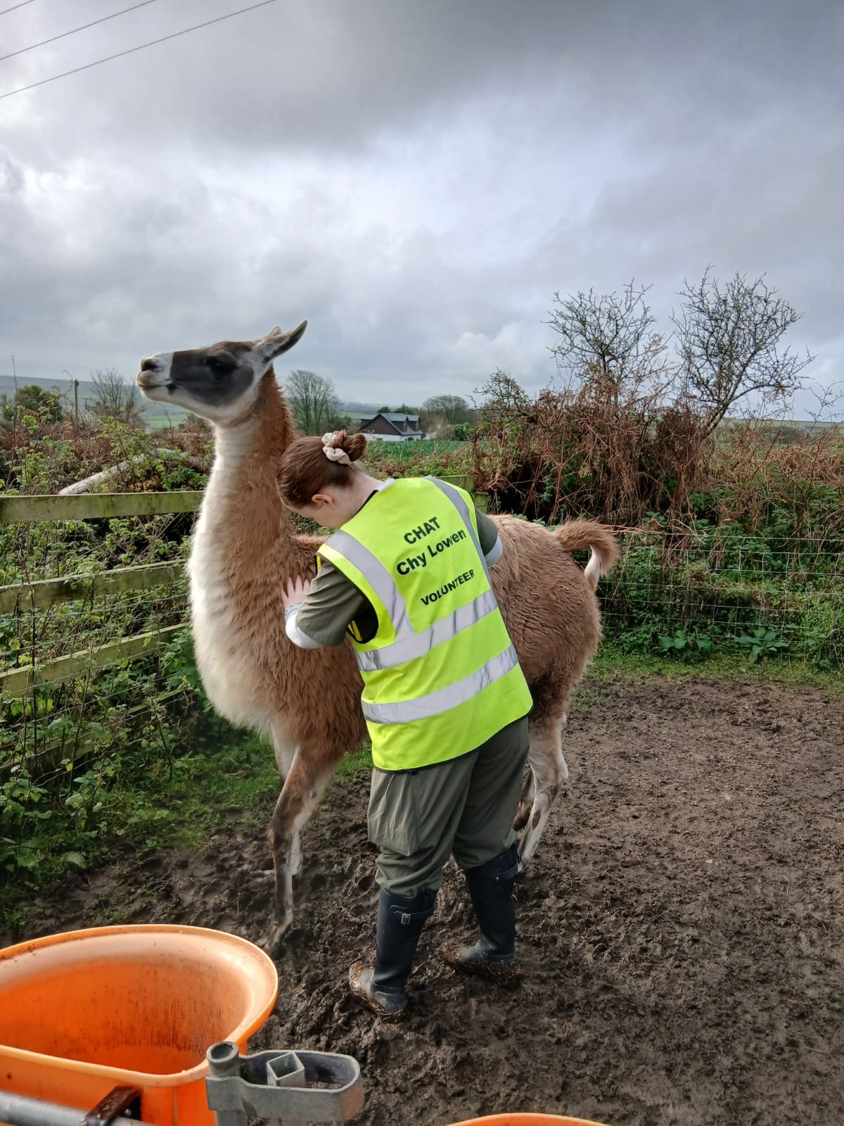 Megan Stewart - Veterinary Rehabilitation's image