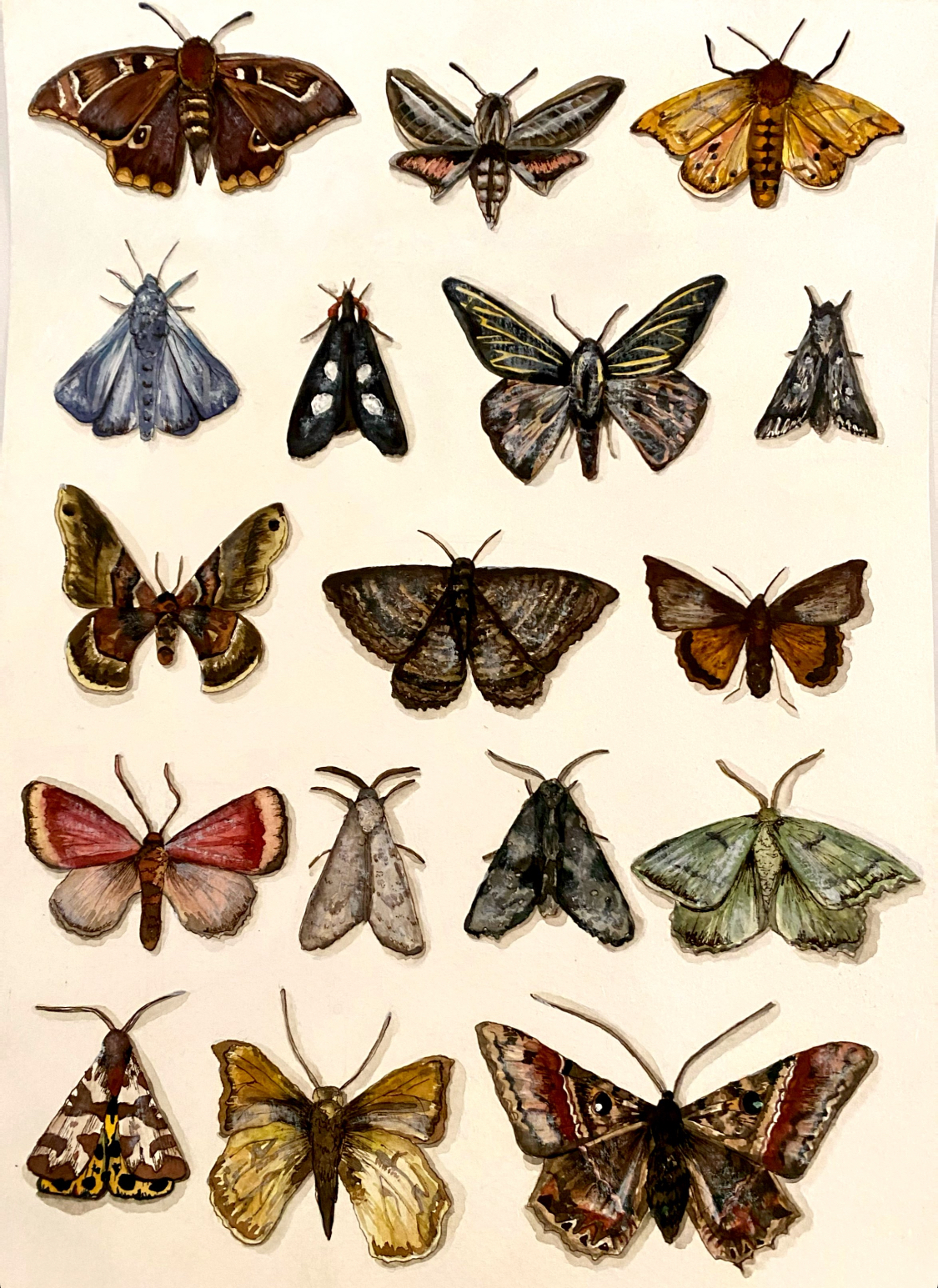 Dulcinea Cherie's image