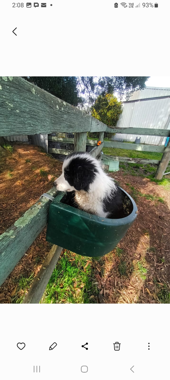 Snuffle Paws Academy's image