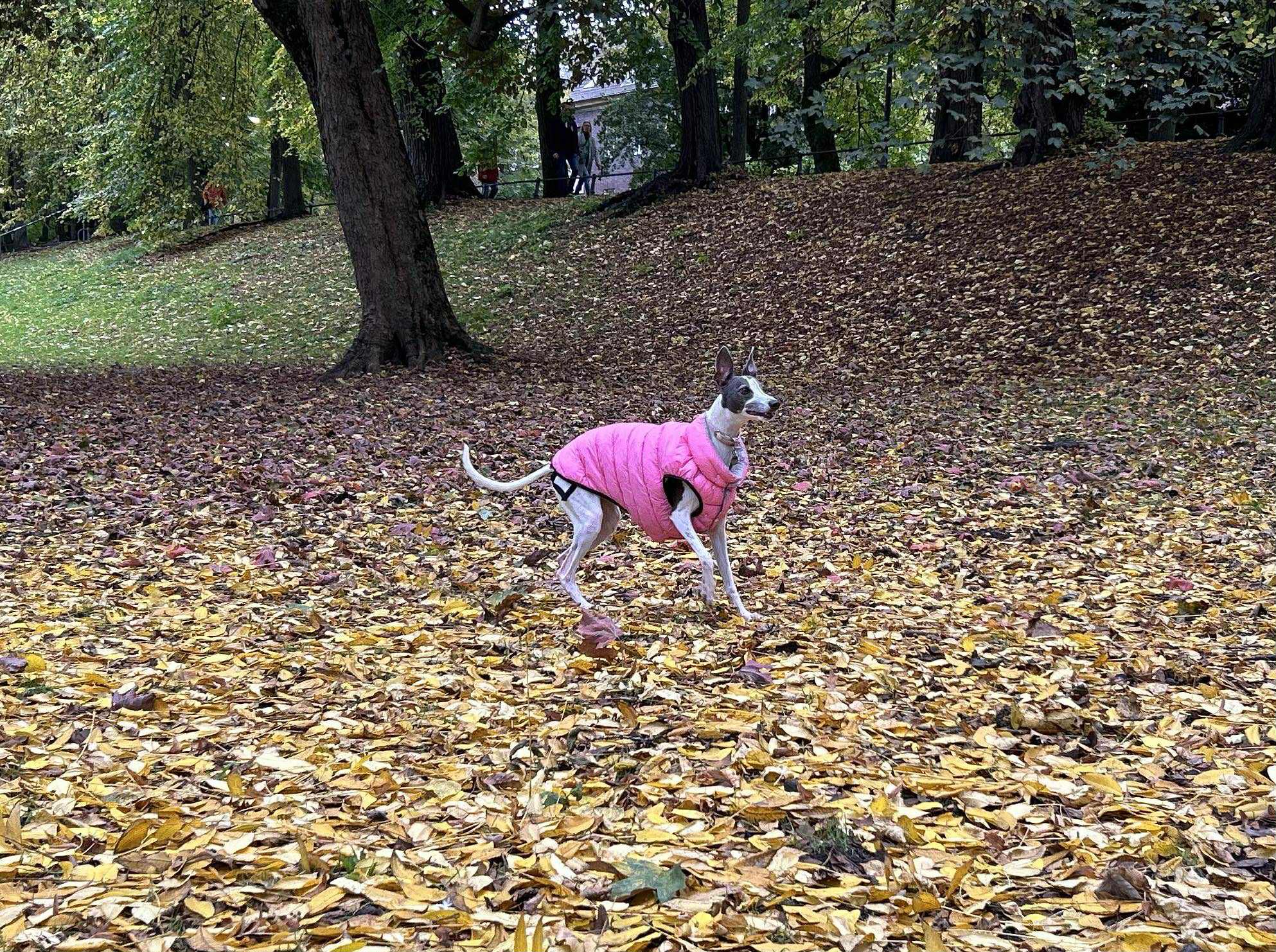 Snuffle Paws Academy's image