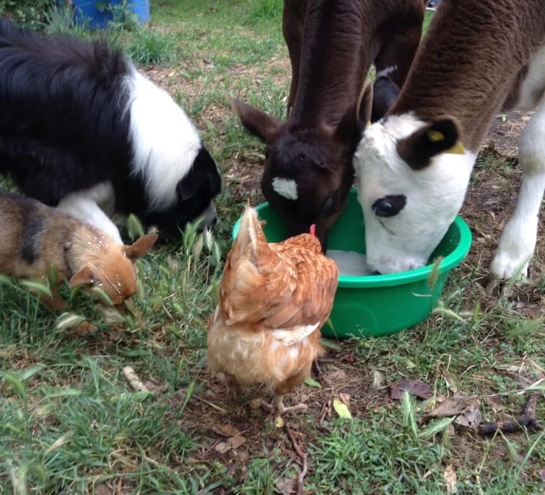 Snuffle Paws Academy's image