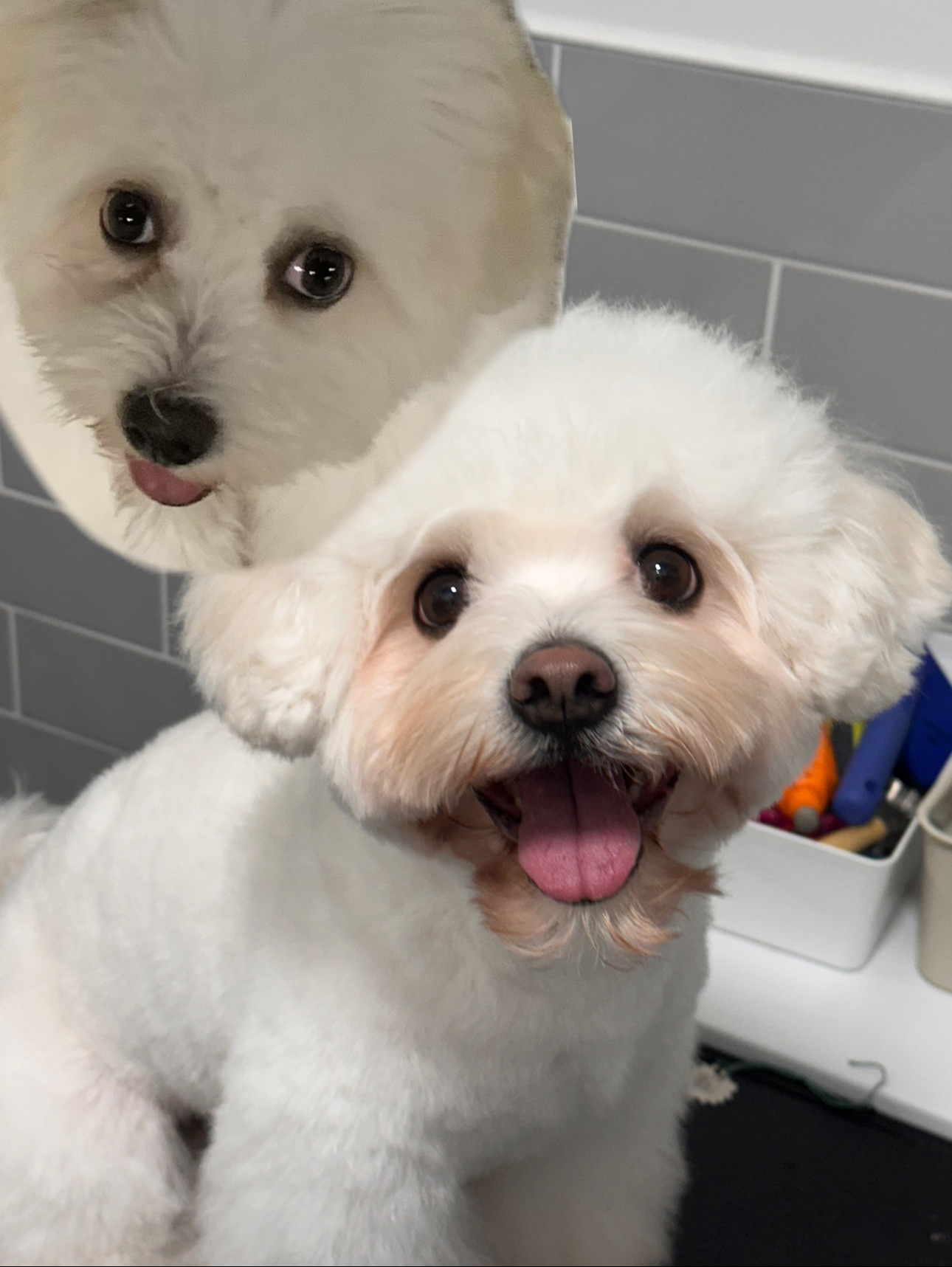Before: I looked... confused. After: I look like I pay taxes and own a skincare line 🐶✨