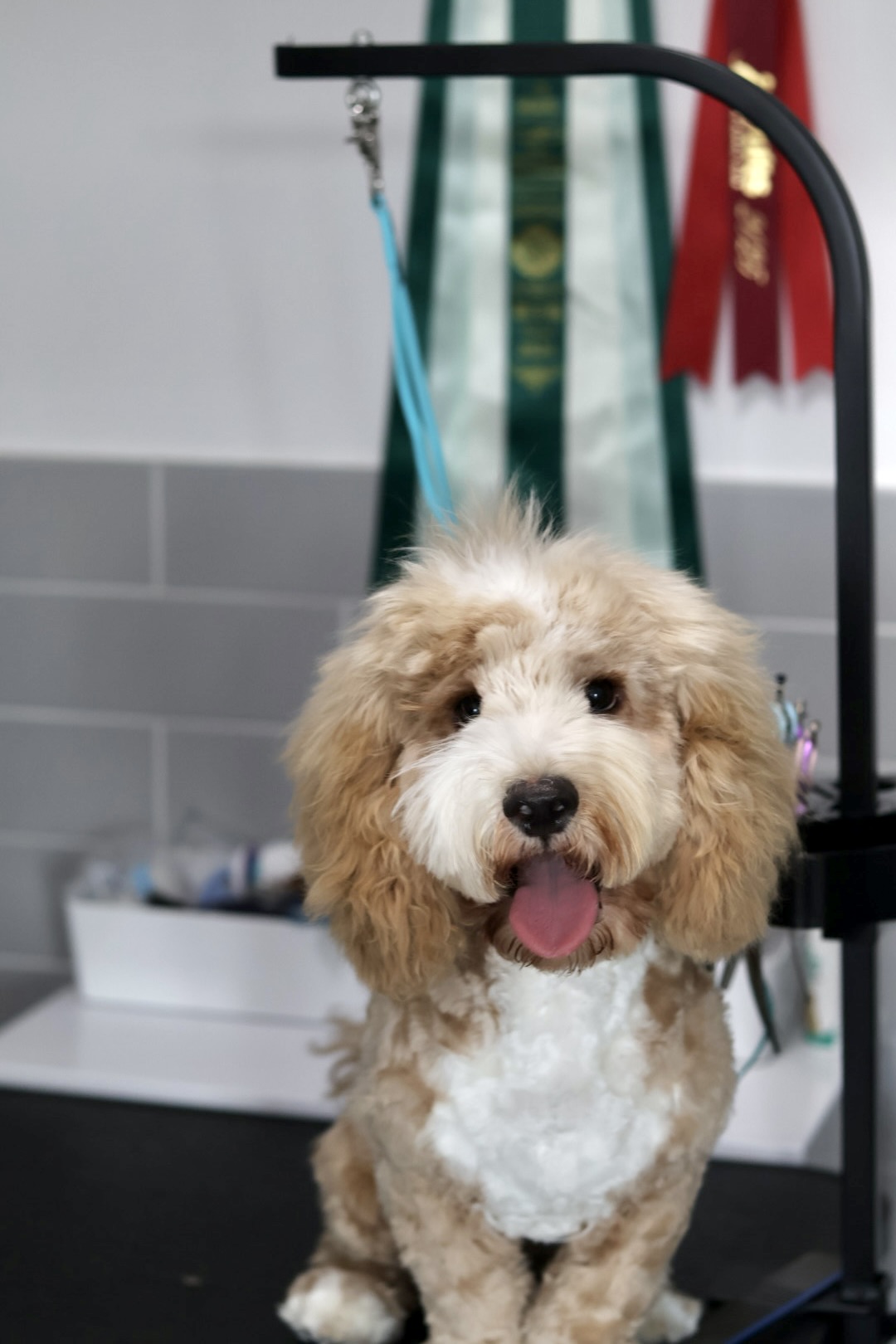 Fufu Asian Grooming's image