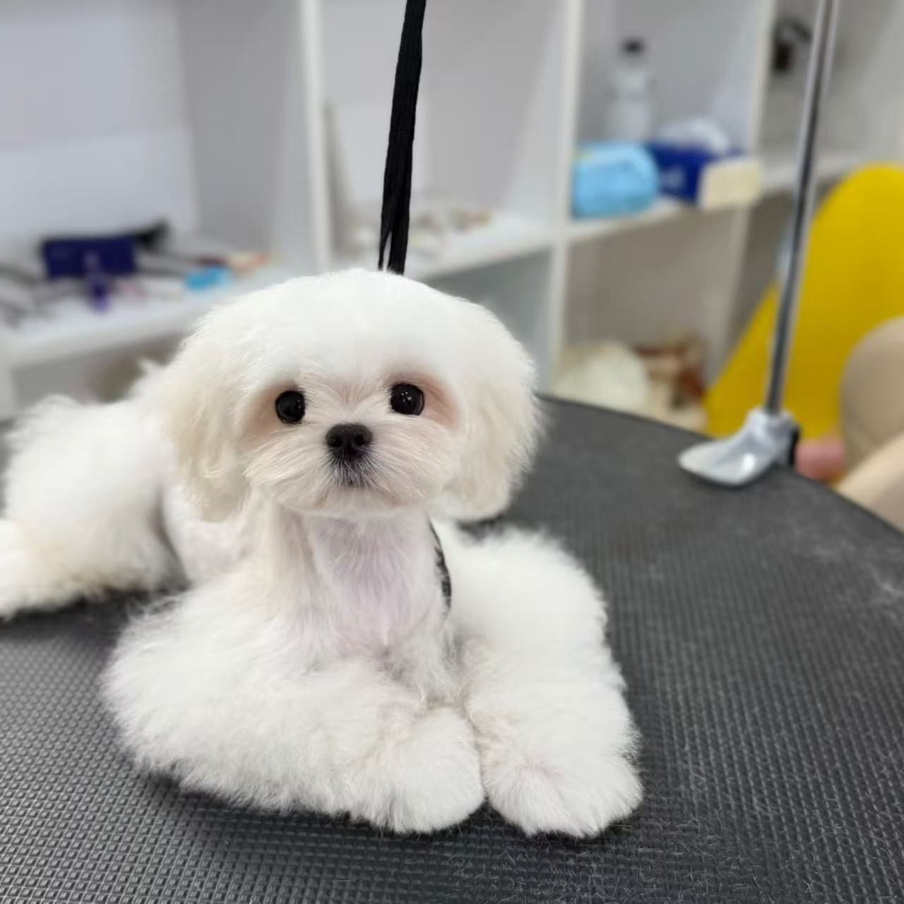 Fufu Asian Grooming's image