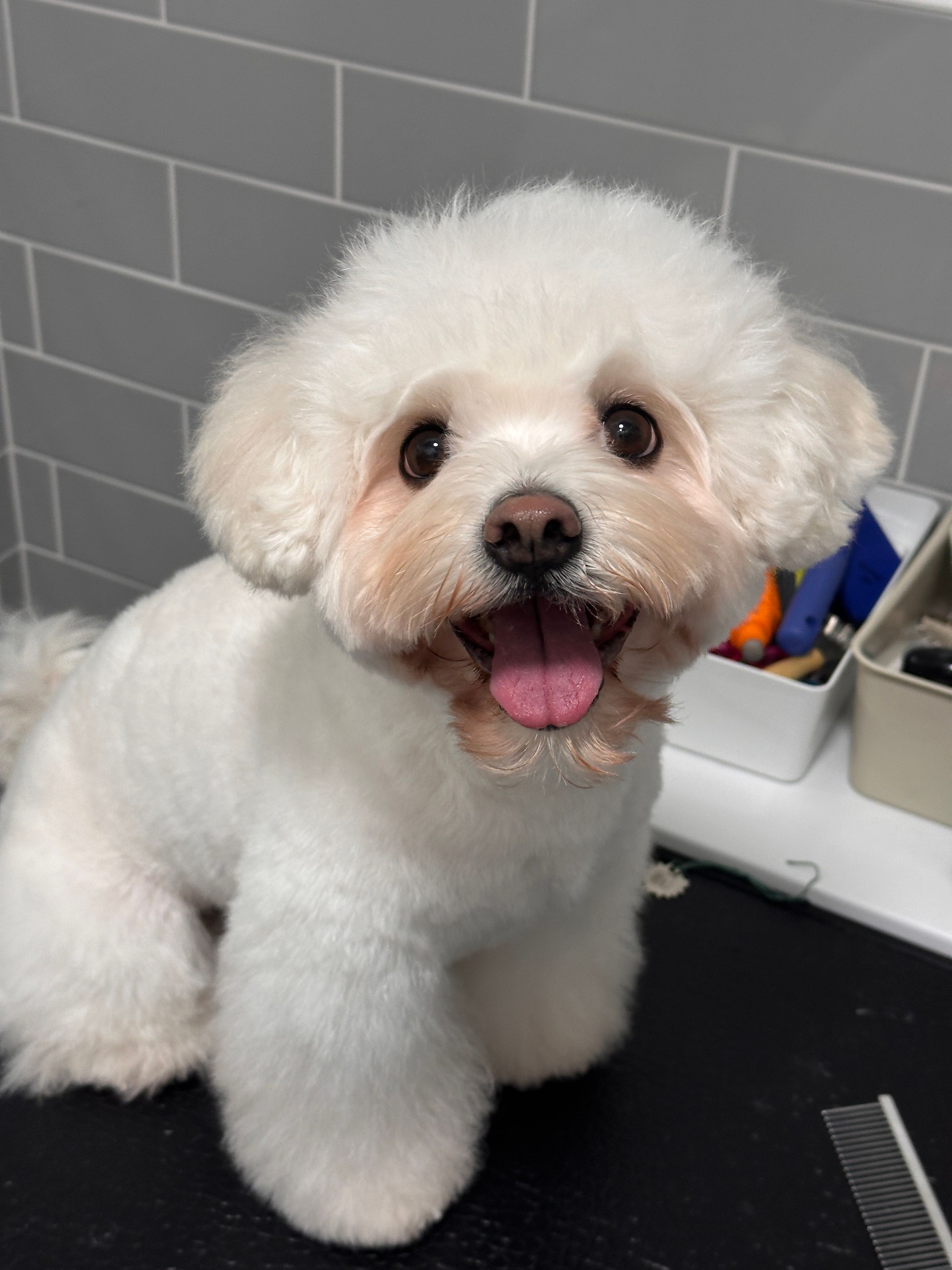 Fufu Asian Grooming's image