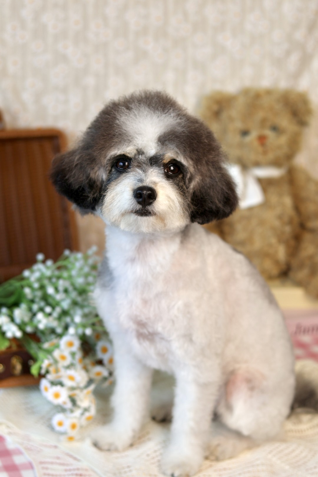 Fufu Asian Grooming's image