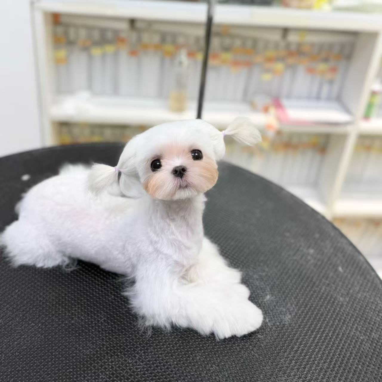 Fufu Asian Grooming's image