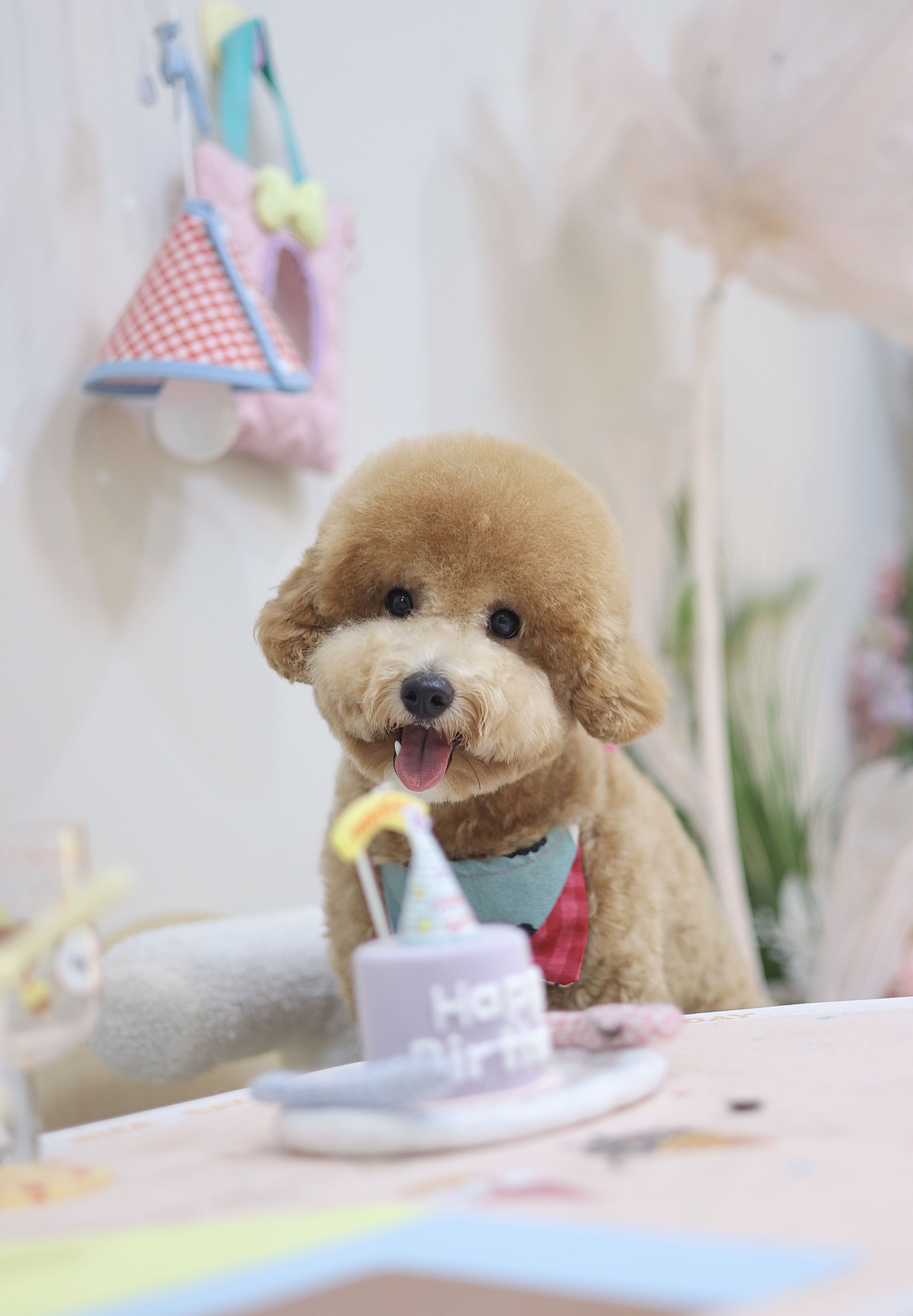 Fufu Asian Grooming's image