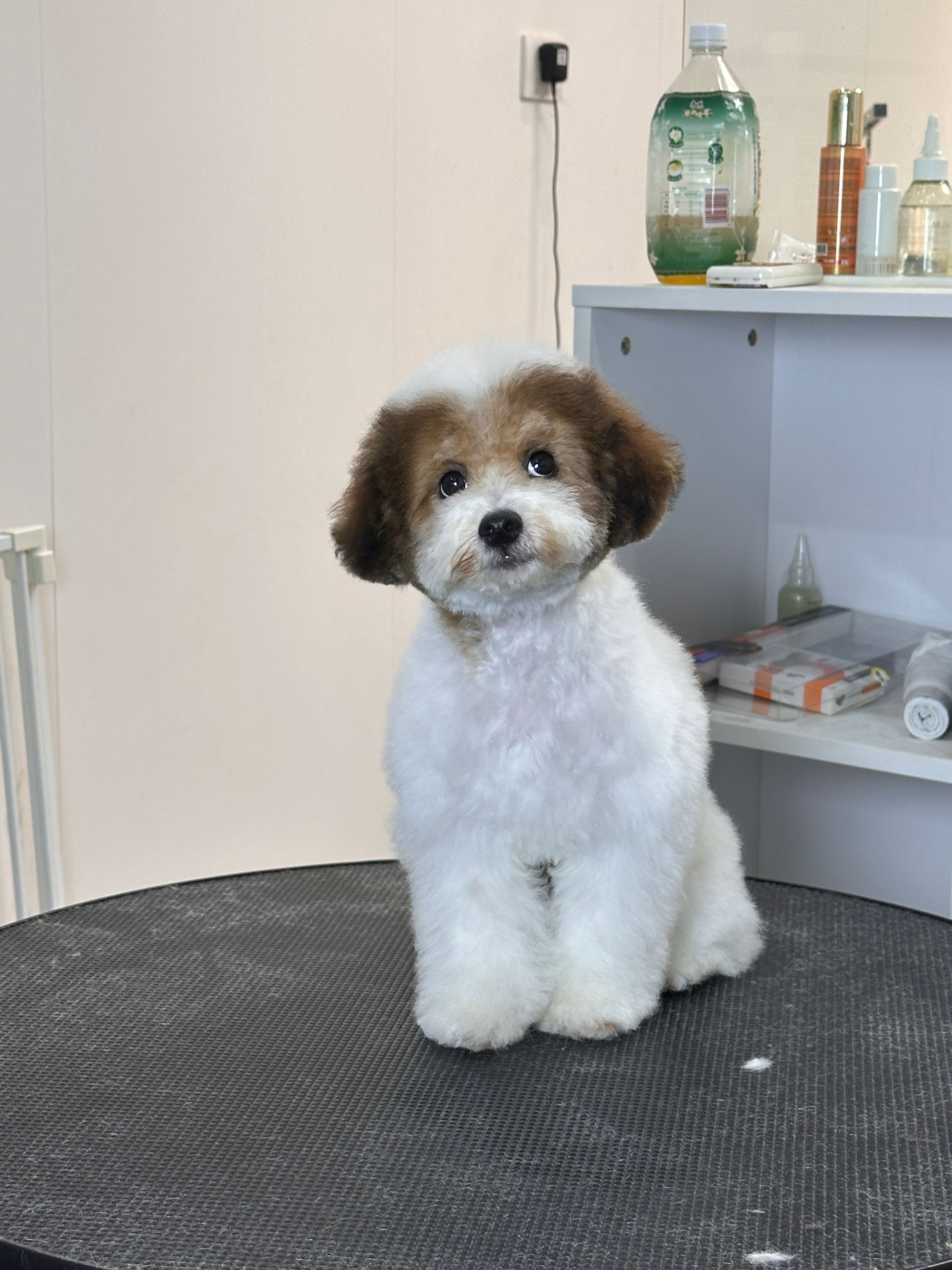 Fufu Asian Grooming's image