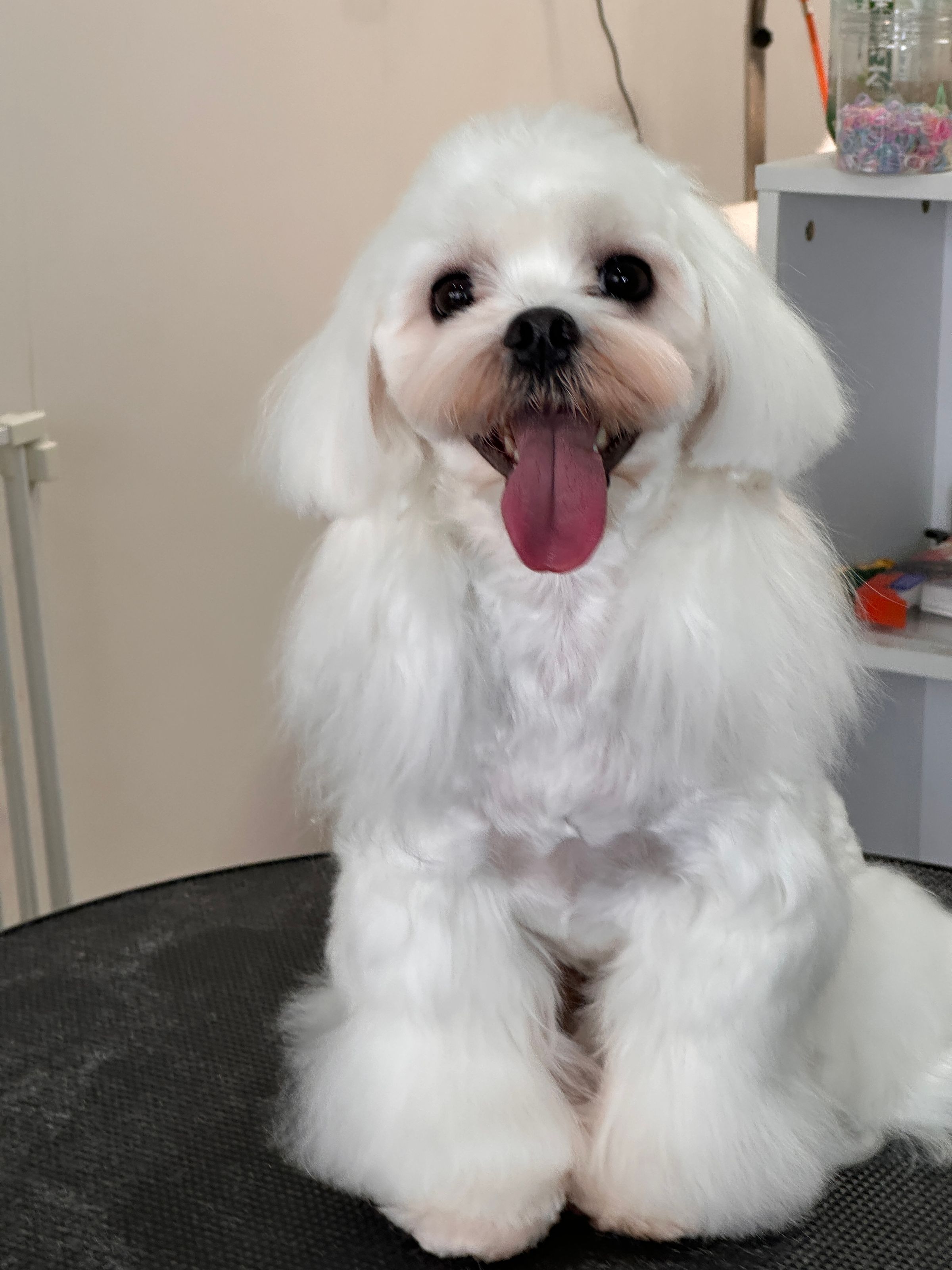 Parents of North avatar