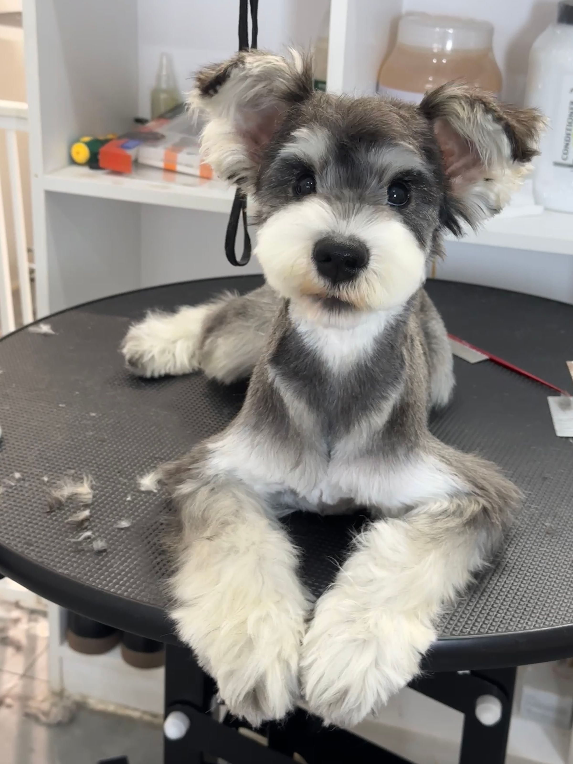 Fufu Asian Grooming's image