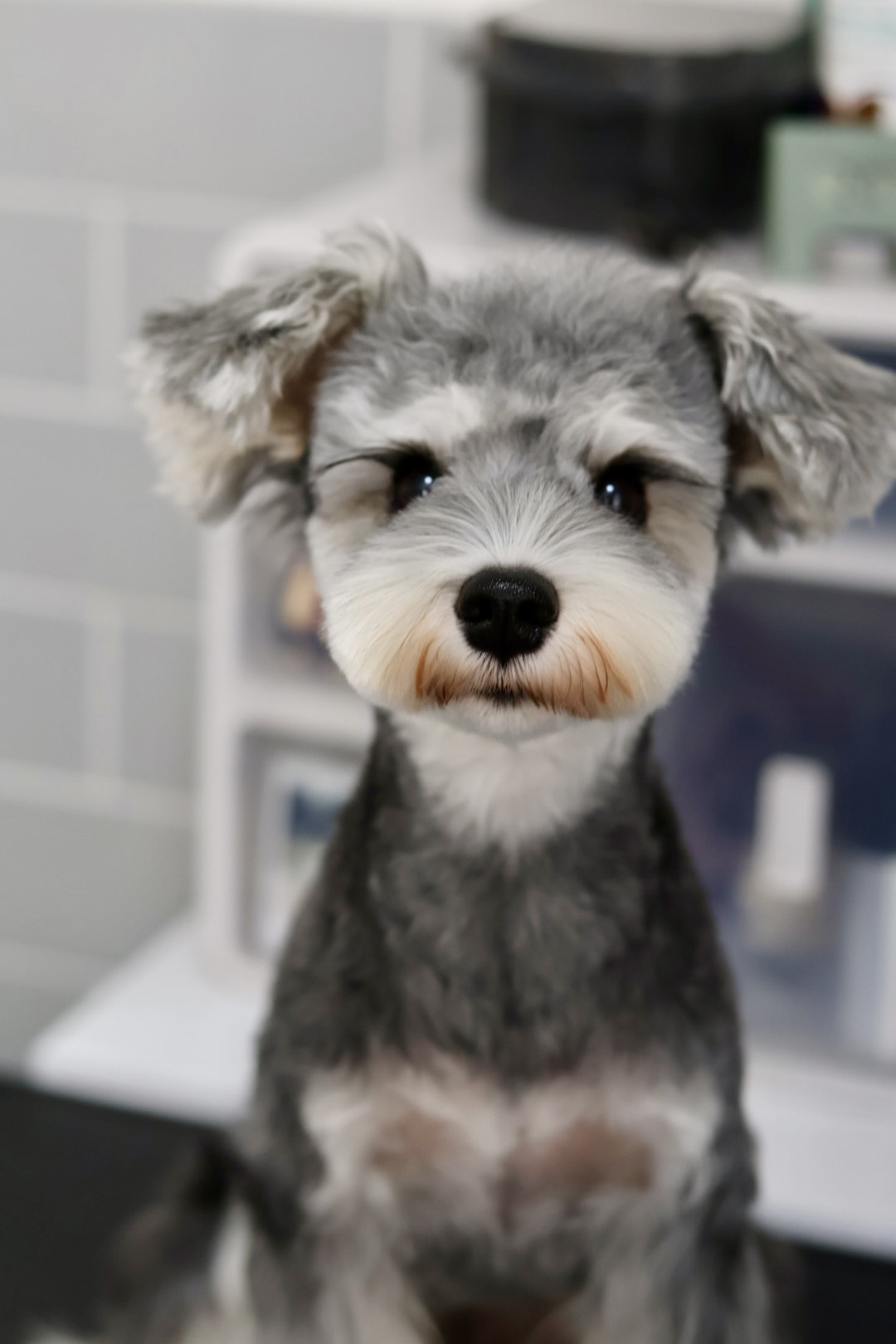 Fufu Asian Grooming's image