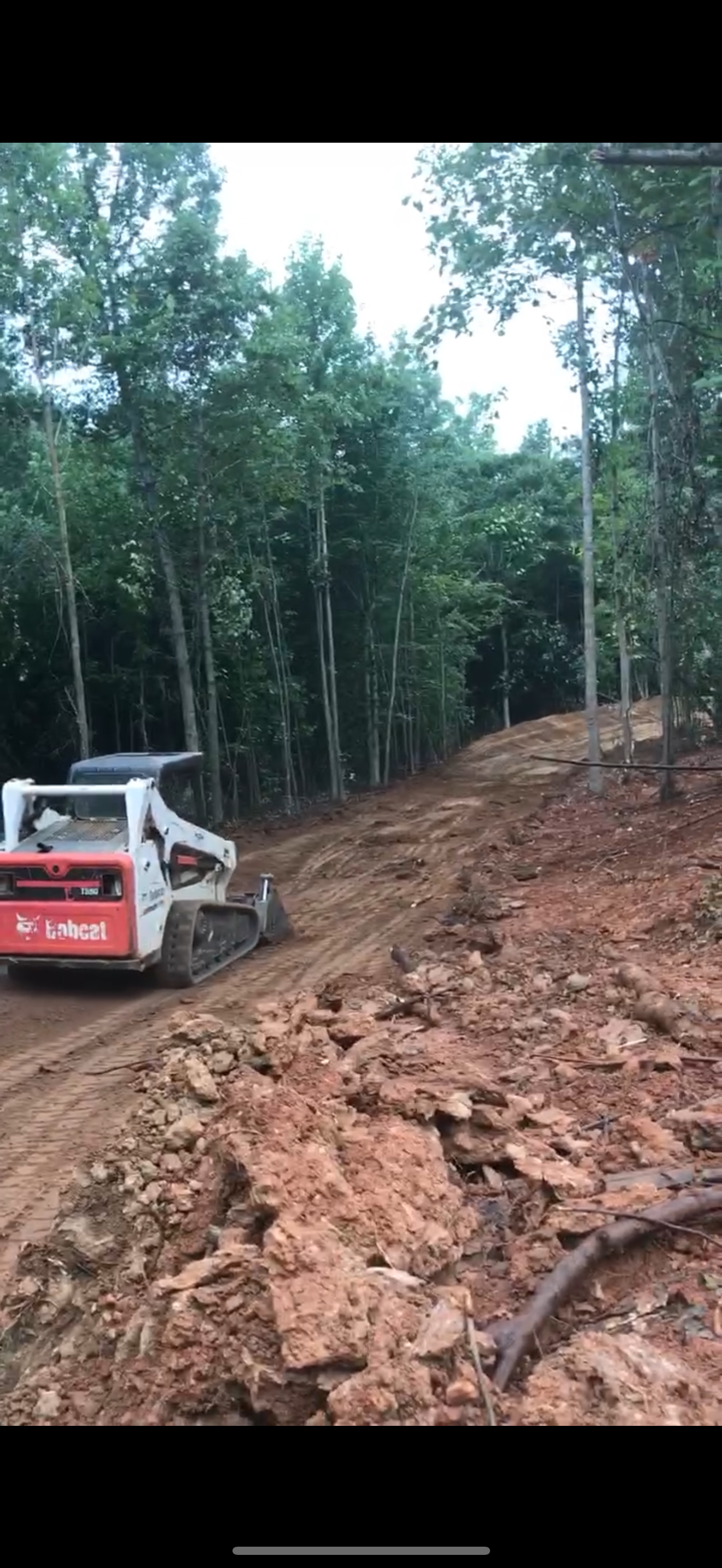 Nordic tree and land 's image