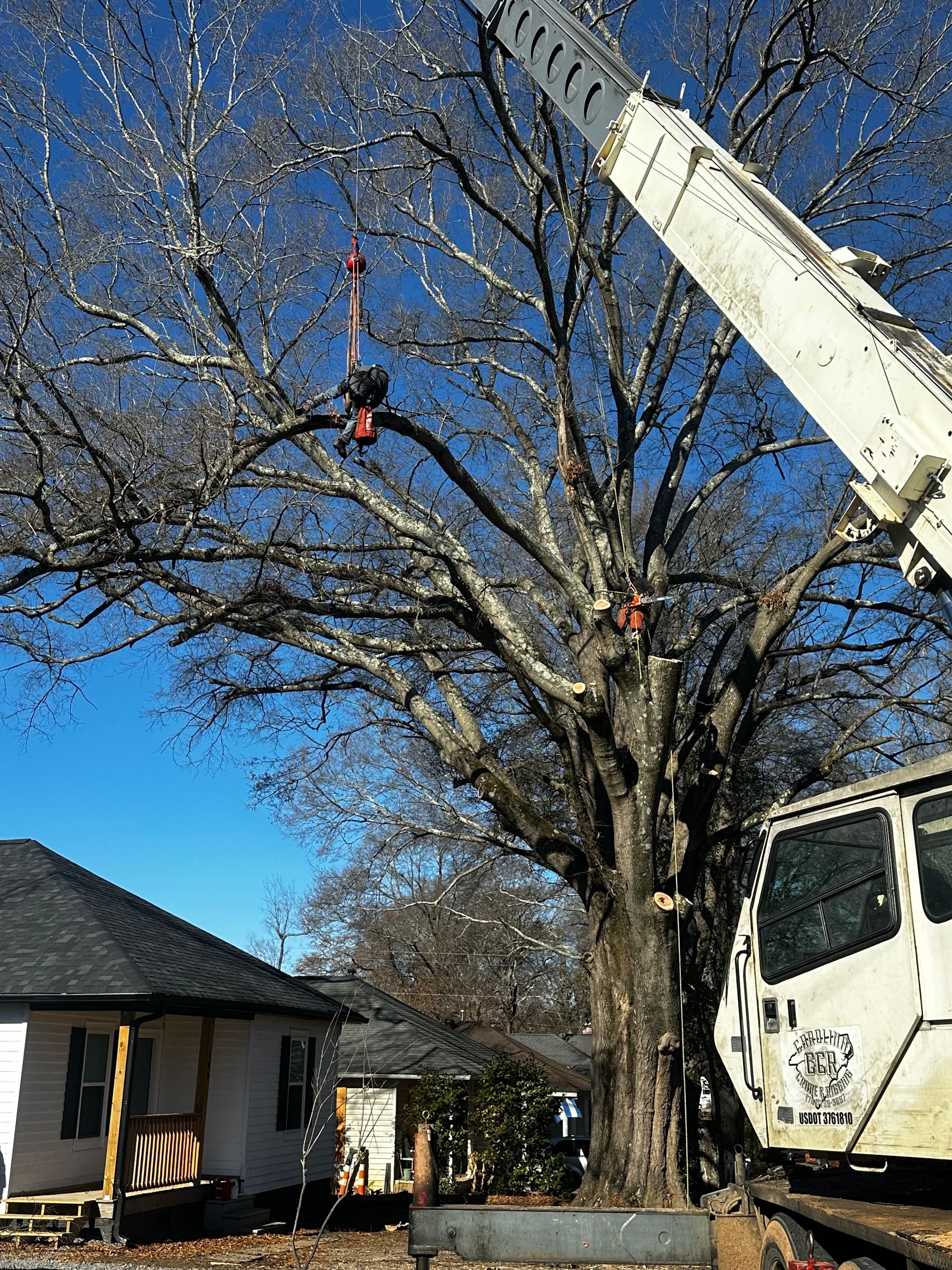 Nordic tree and land 's image