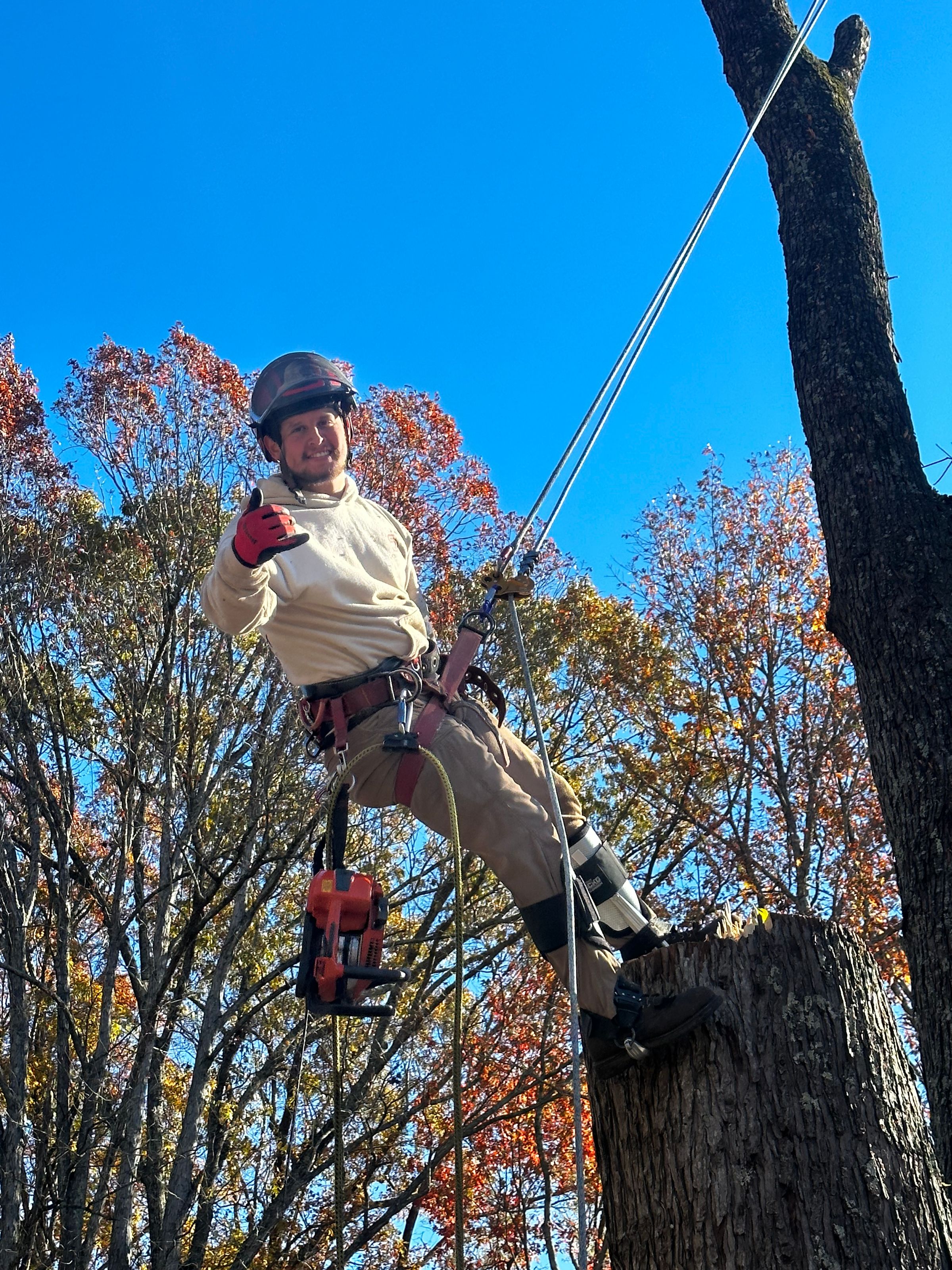 Nordic tree and land 's image