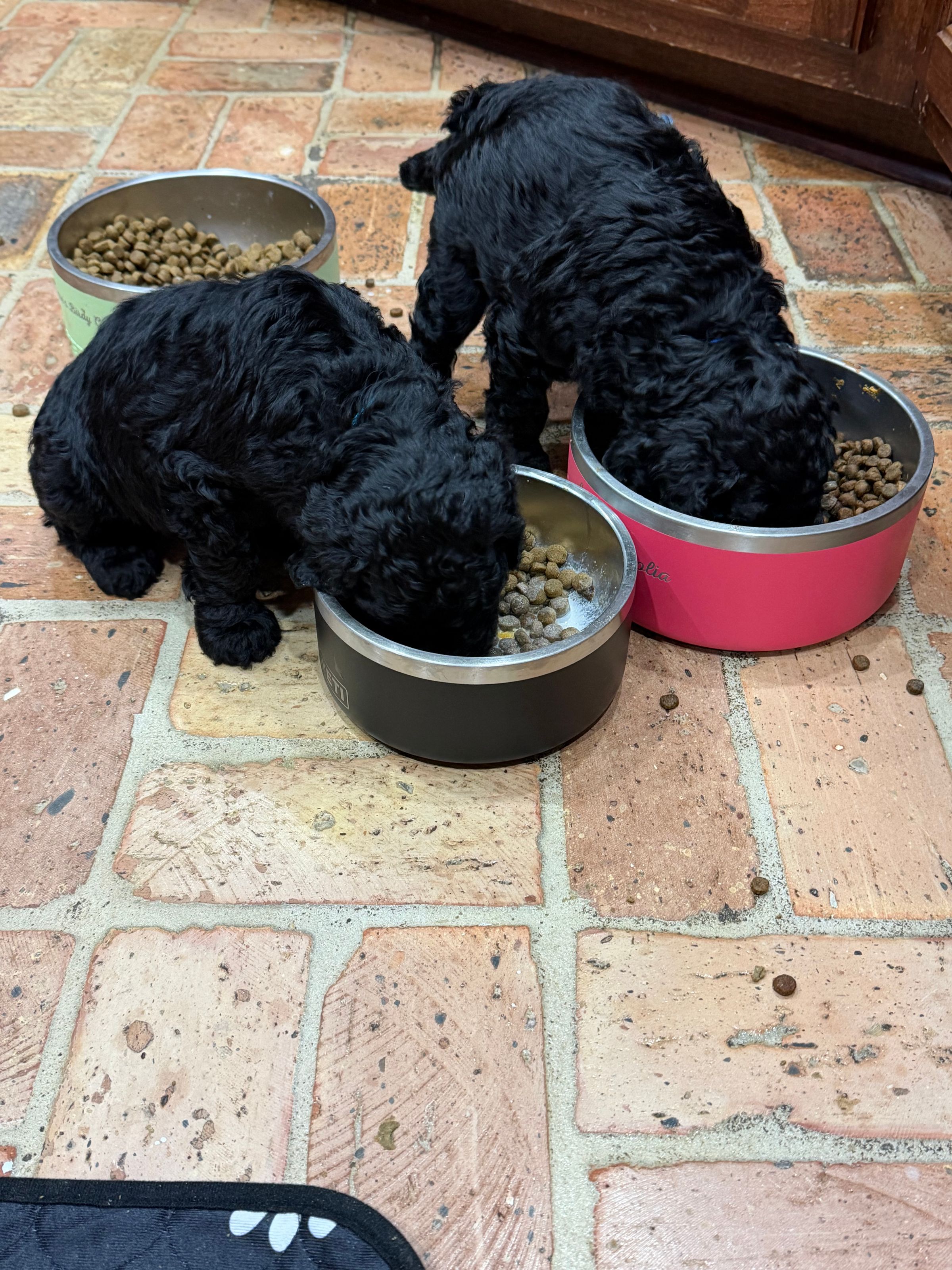 Royaldixiepoodles OFA/CHIC AKC Standard Poodle Breeder 's image