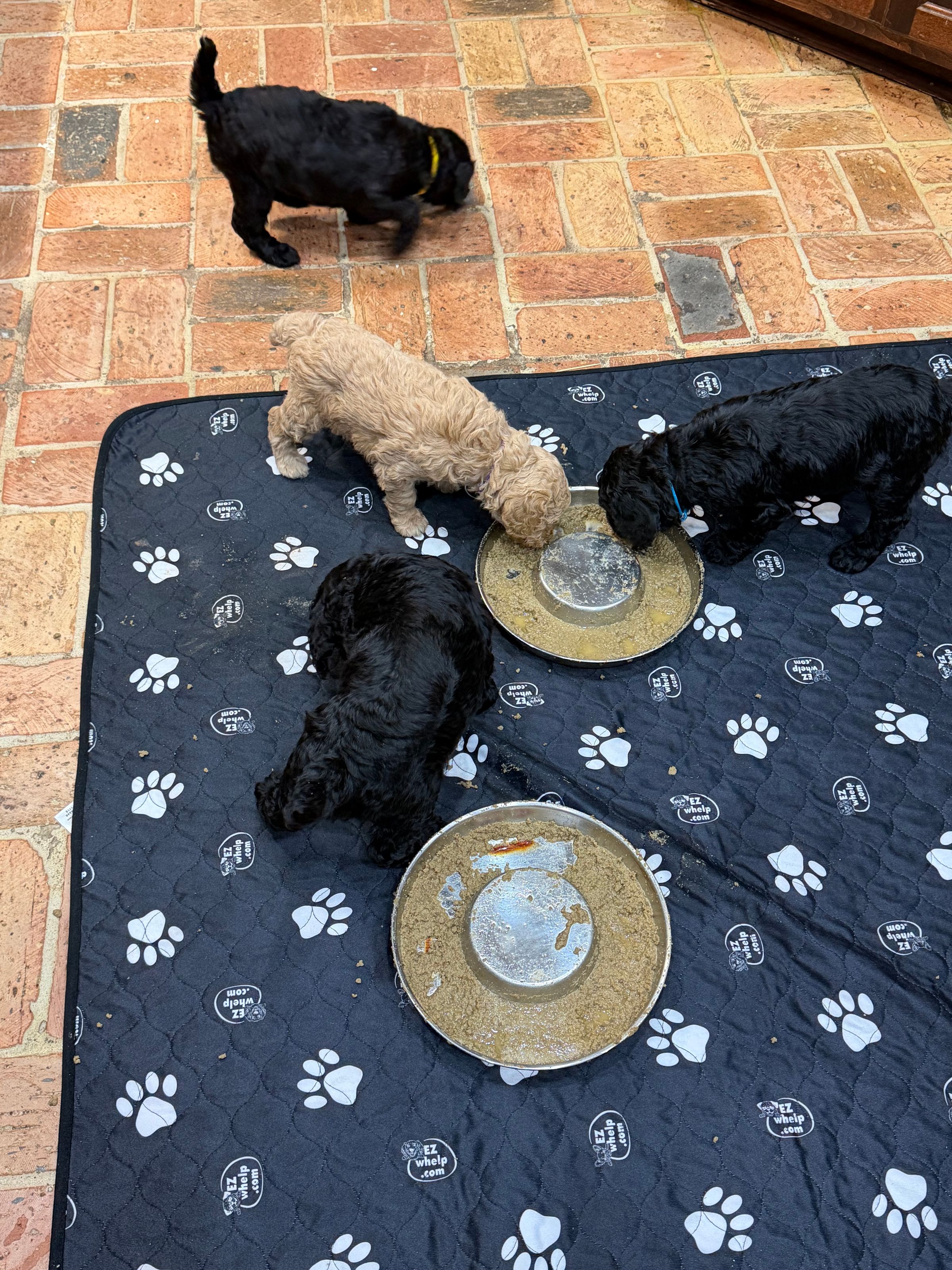 Royaldixiepoodles OFA/CHIC AKC Standard Poodle Breeder 's image