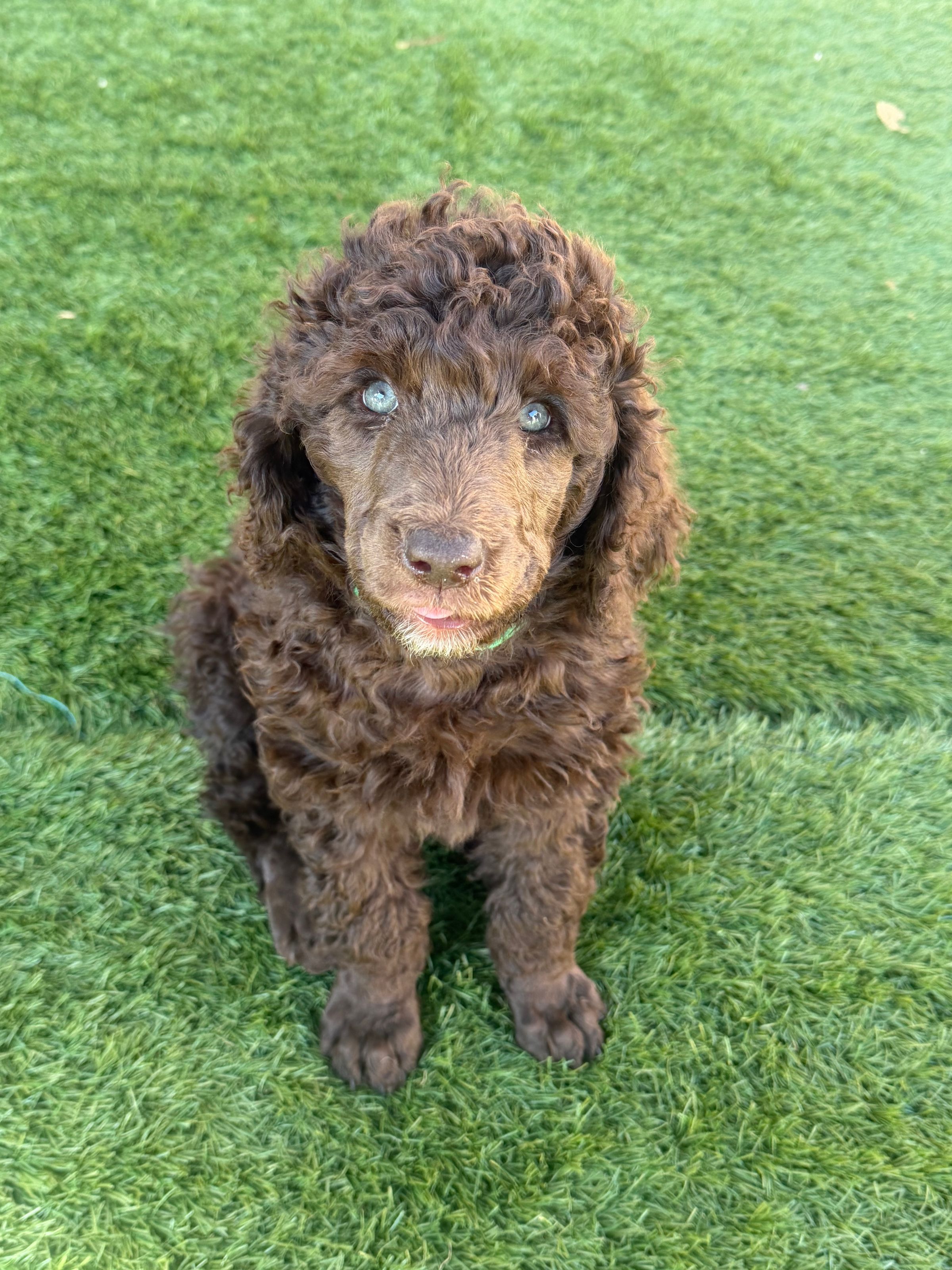 Royaldixiepoodles OFA/CHIC AKC Standard Poodle Breeder 's image