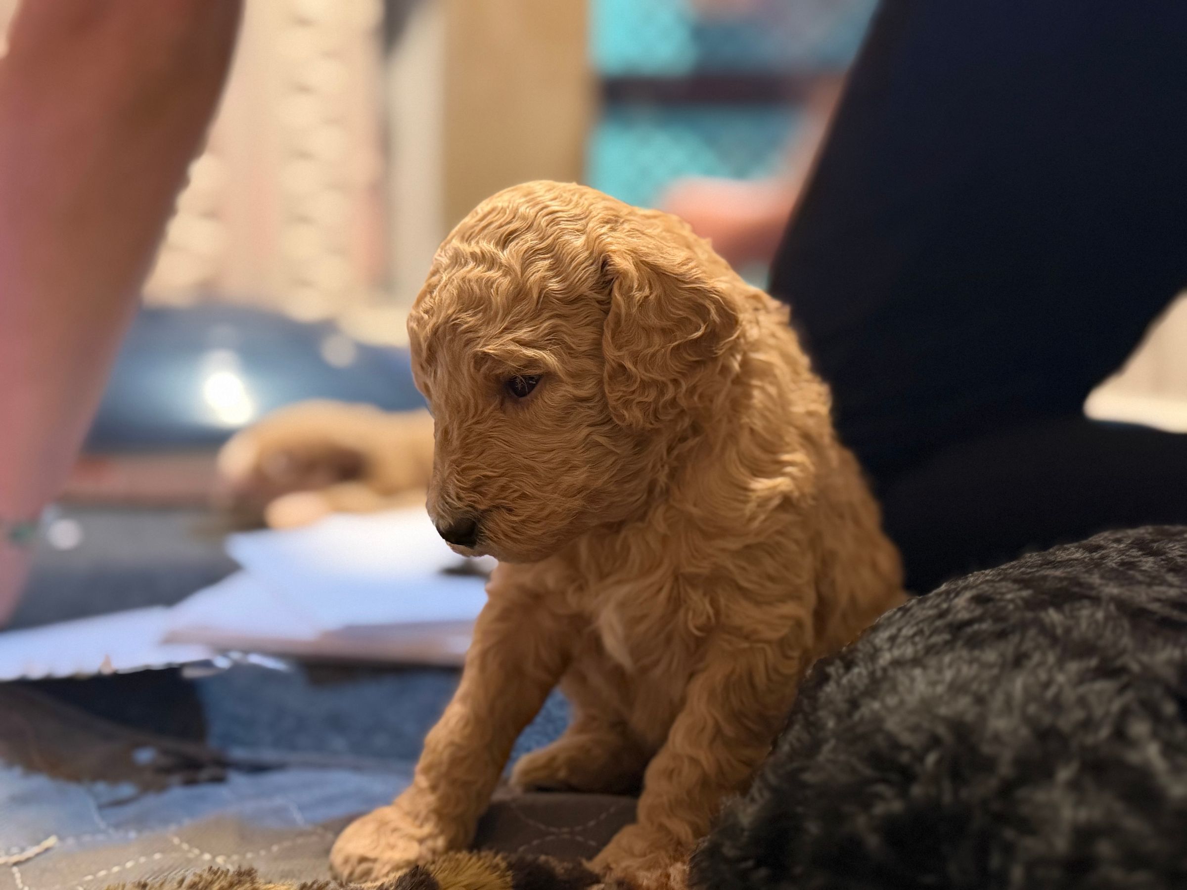 Royaldixiepoodles OFA/CHIC AKC Standard Poodle Breeder 's image