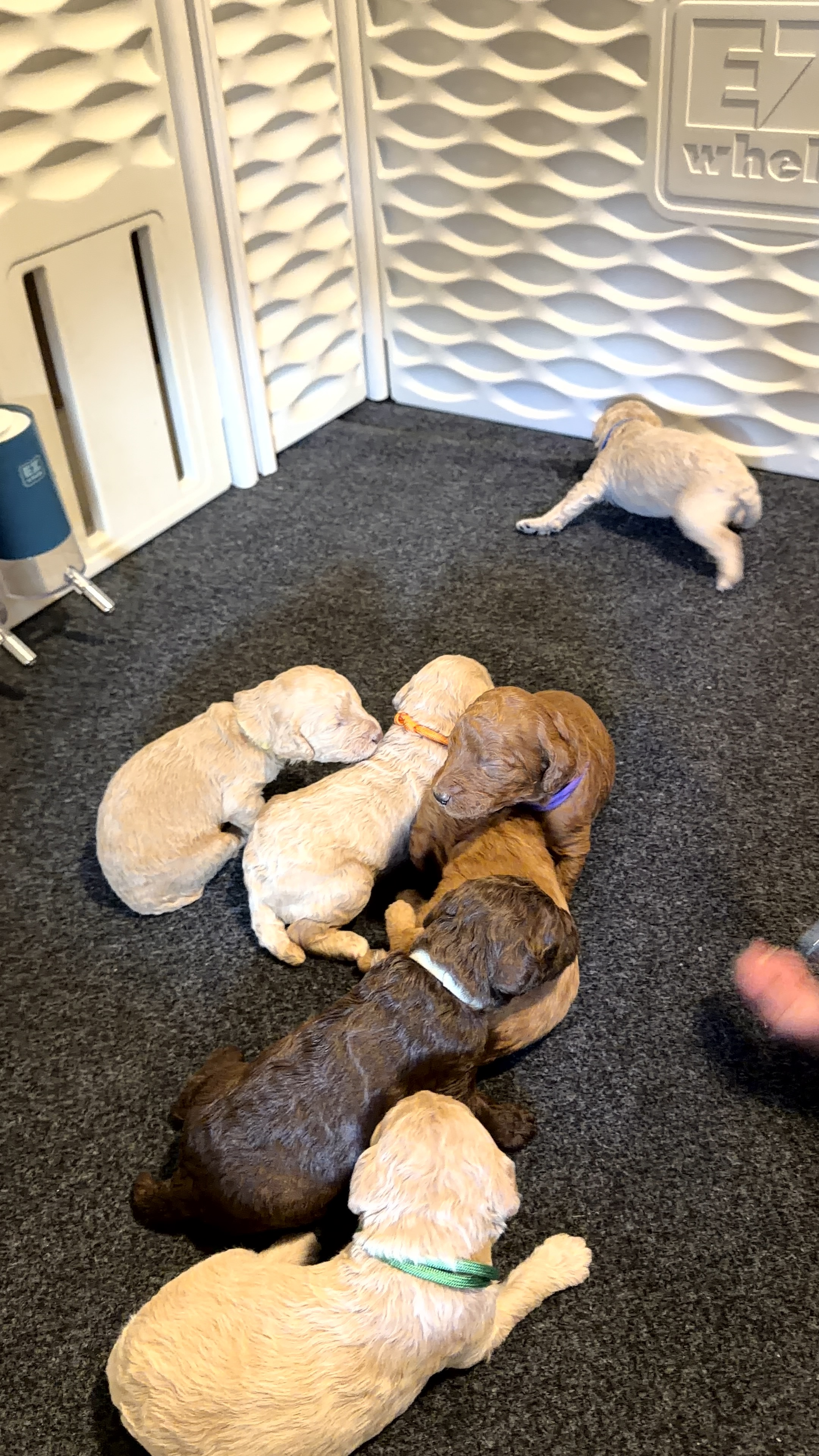 Royaldixiepoodles OFA/CHIC AKC Standard Poodle Breeder 's image