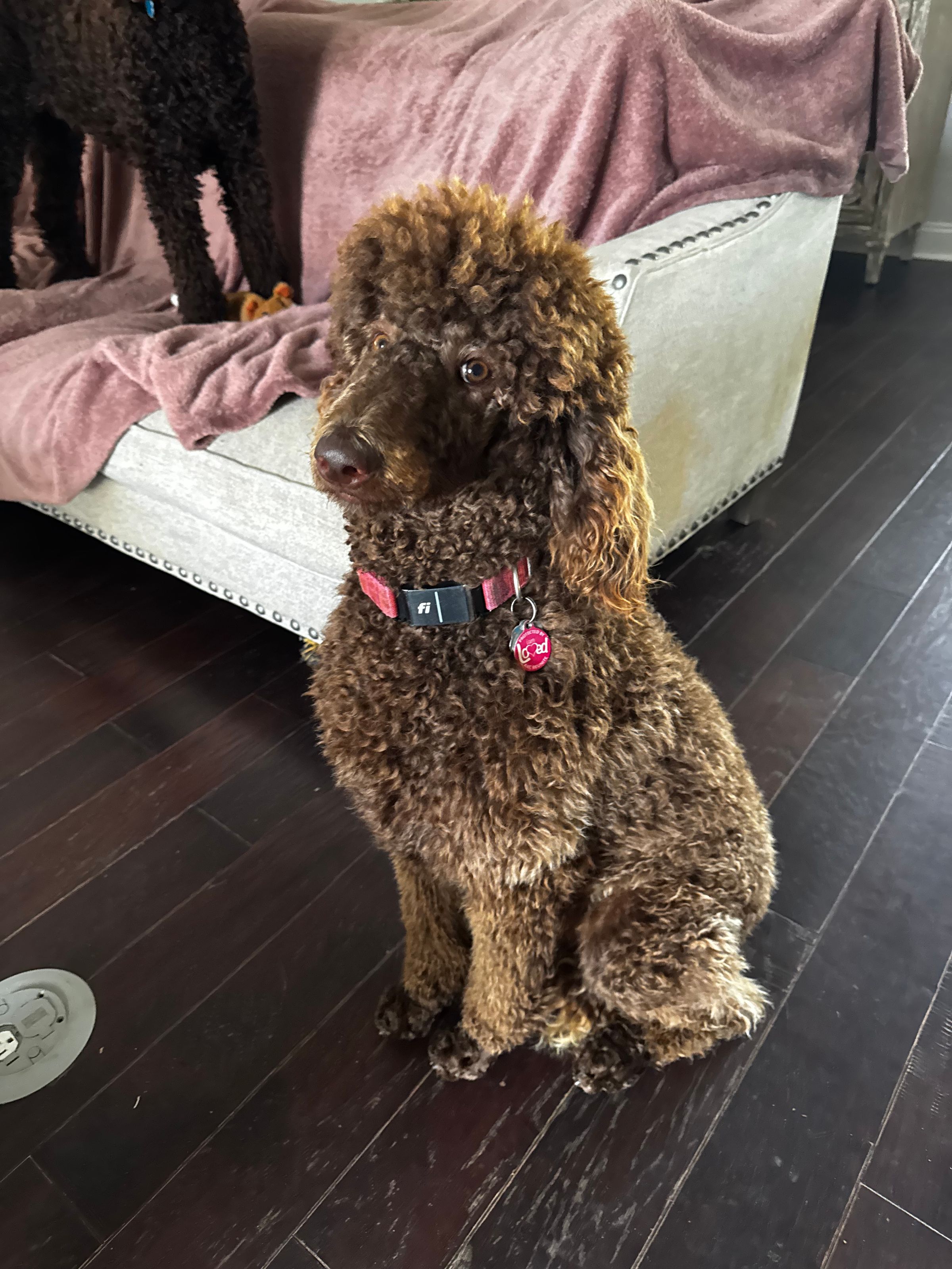 Royaldixiepoodles OFA/CHIC AKC Standard Poodle Breeder 's image