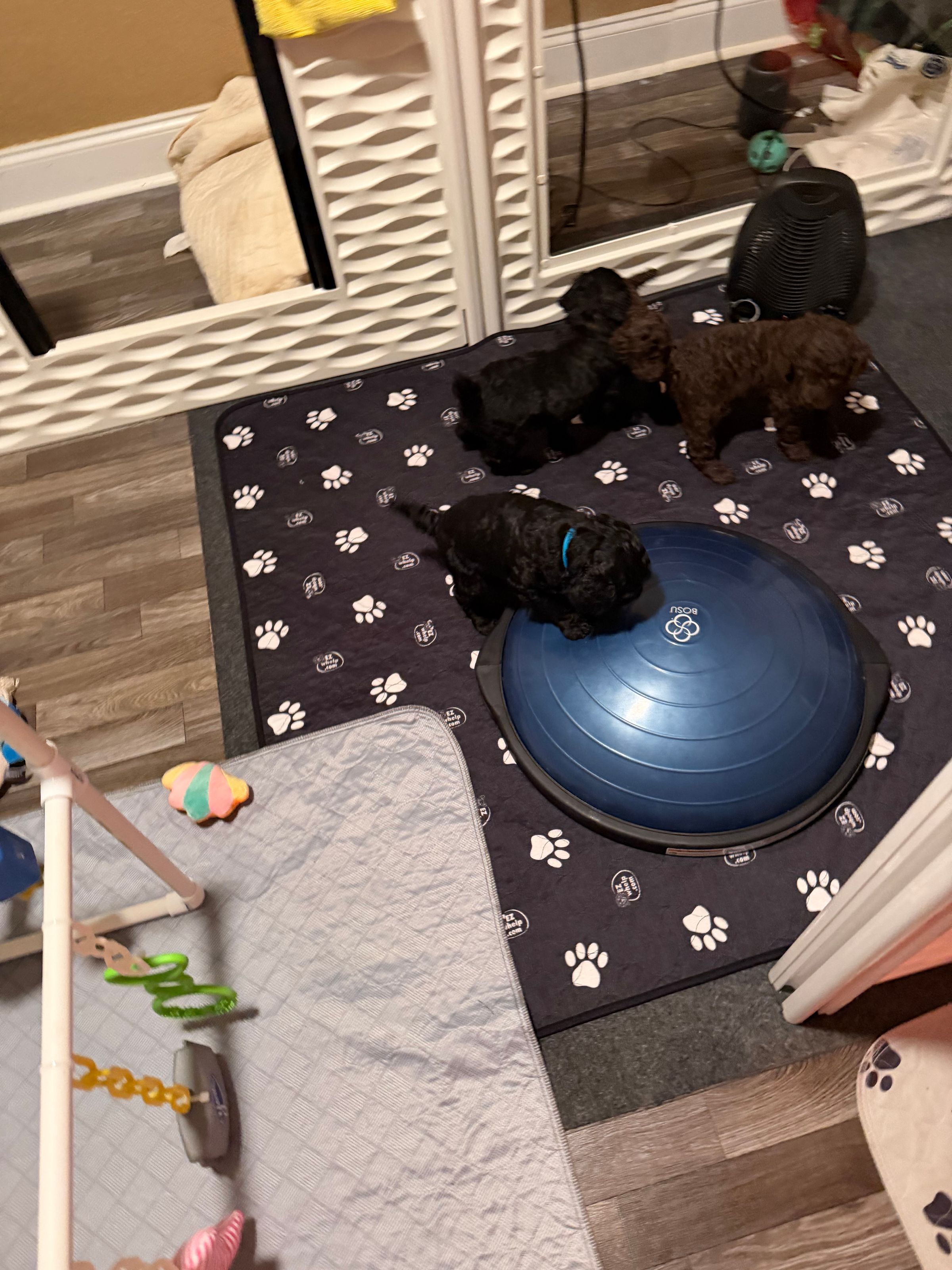 Royaldixiepoodles OFA/CHIC AKC Standard Poodle Breeder 's image