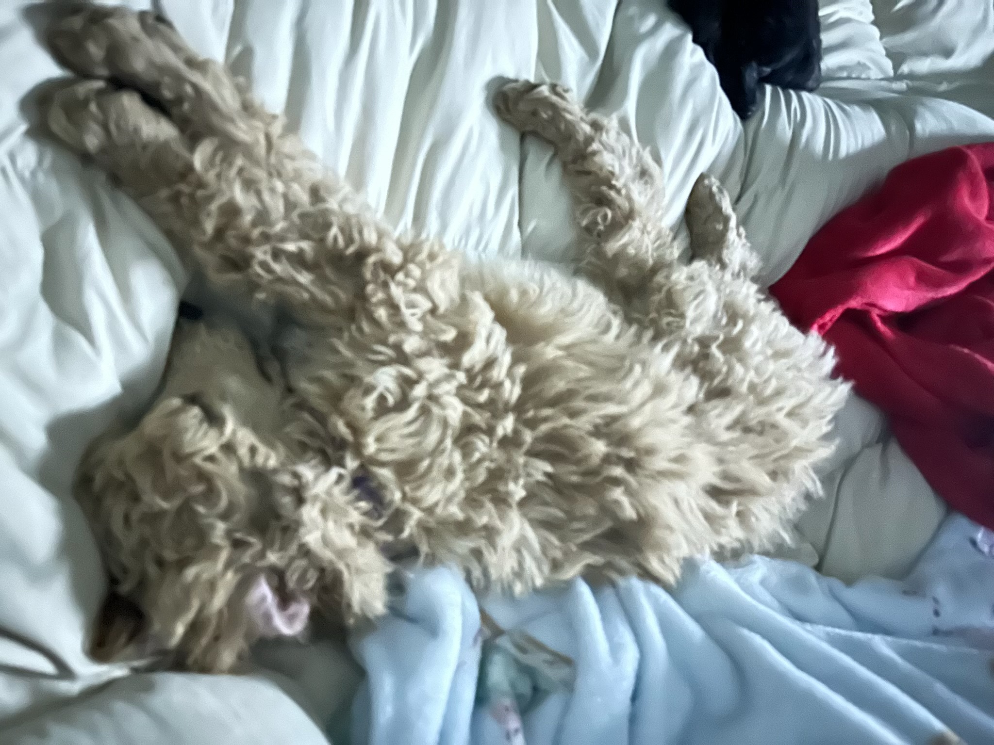 Royaldixiepoodles OFA/CHIC AKC Standard Poodle Breeder 's image