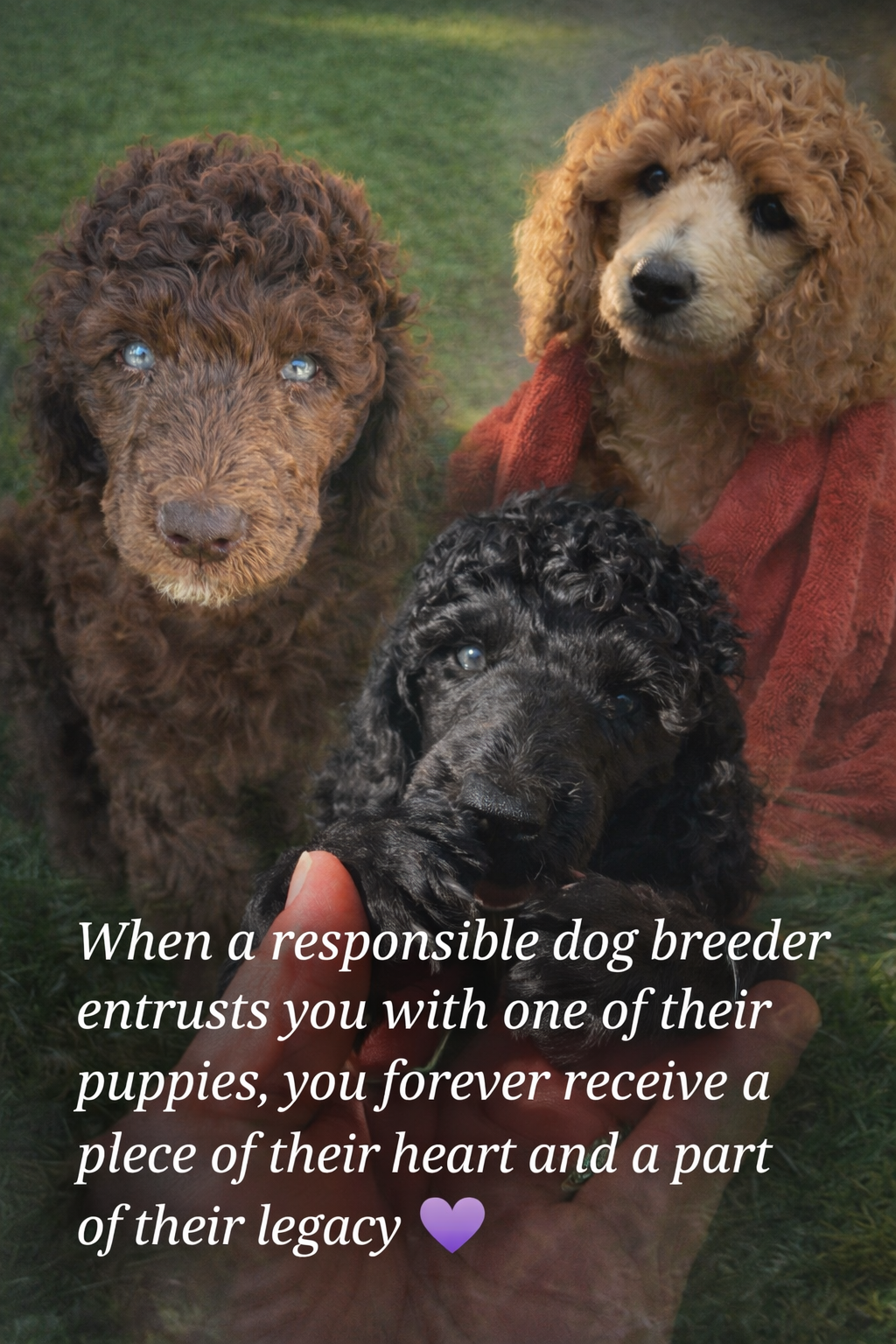 Royaldixiepoodles OFA/CHIC AKC Standard Poodle Breeder 's image