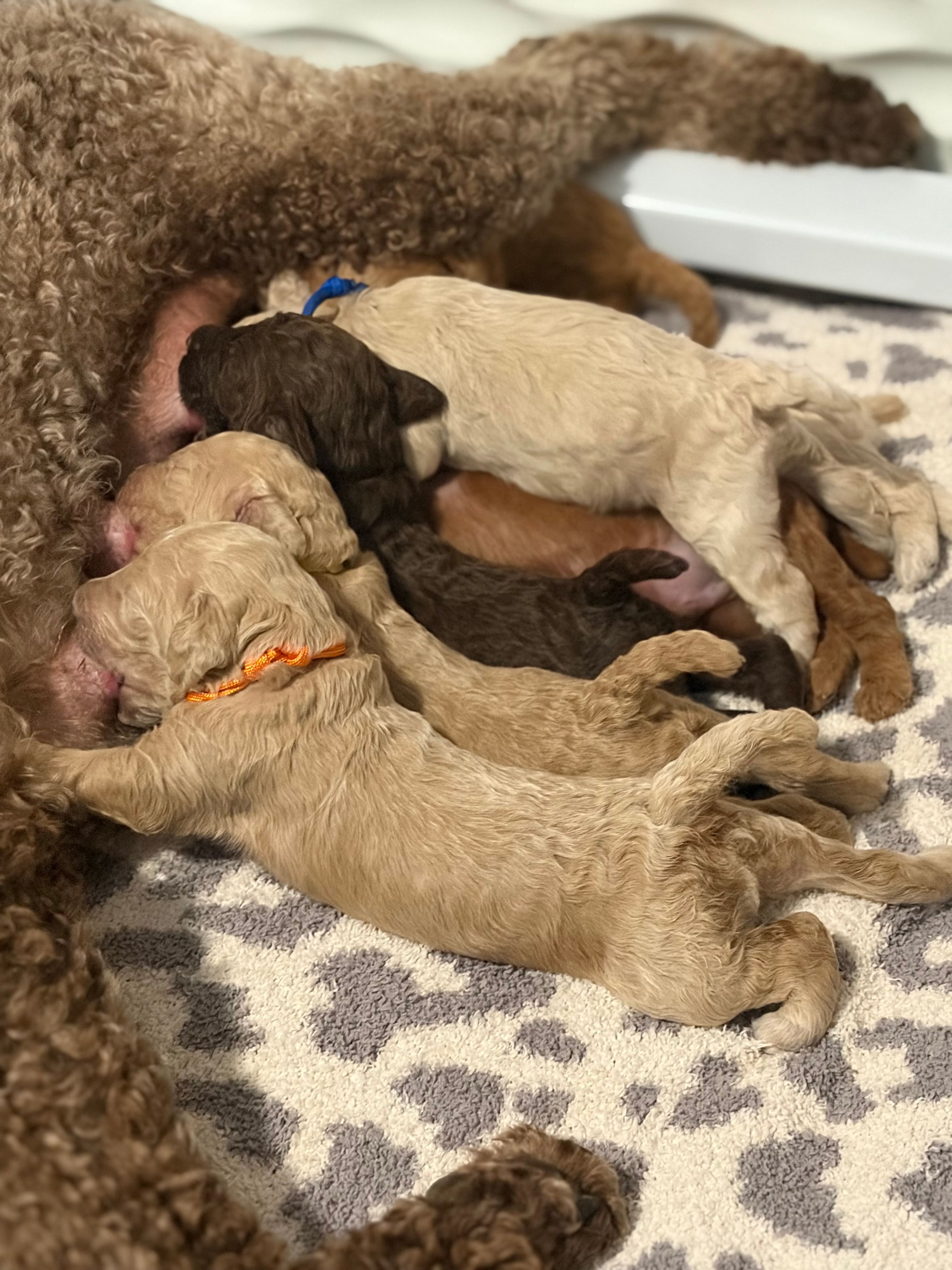 Royaldixiepoodles OFA/CHIC AKC Standard Poodle Breeder 's image