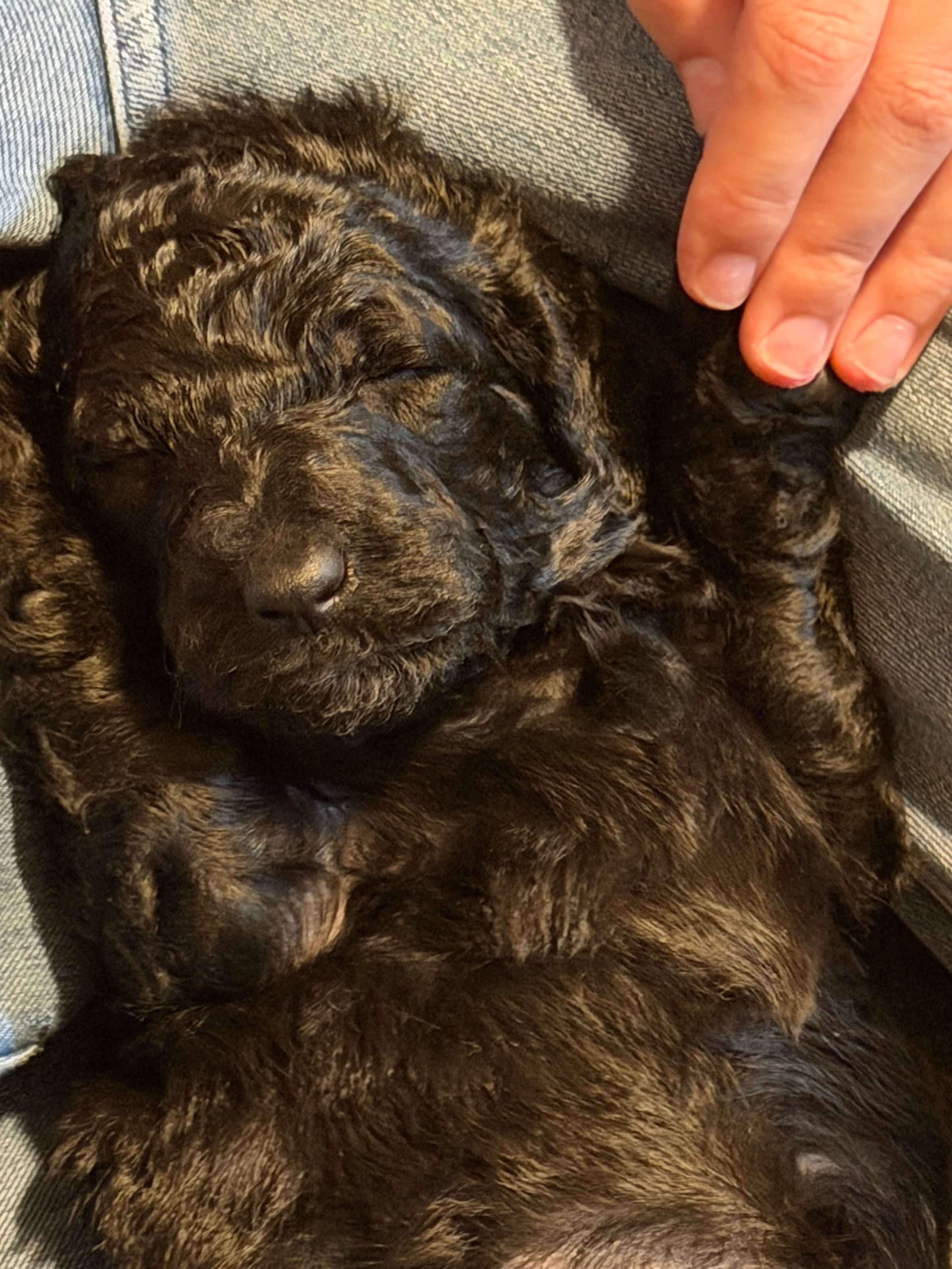 Royaldixiepoodles OFA/CHIC AKC Standard Poodle Breeder 's image