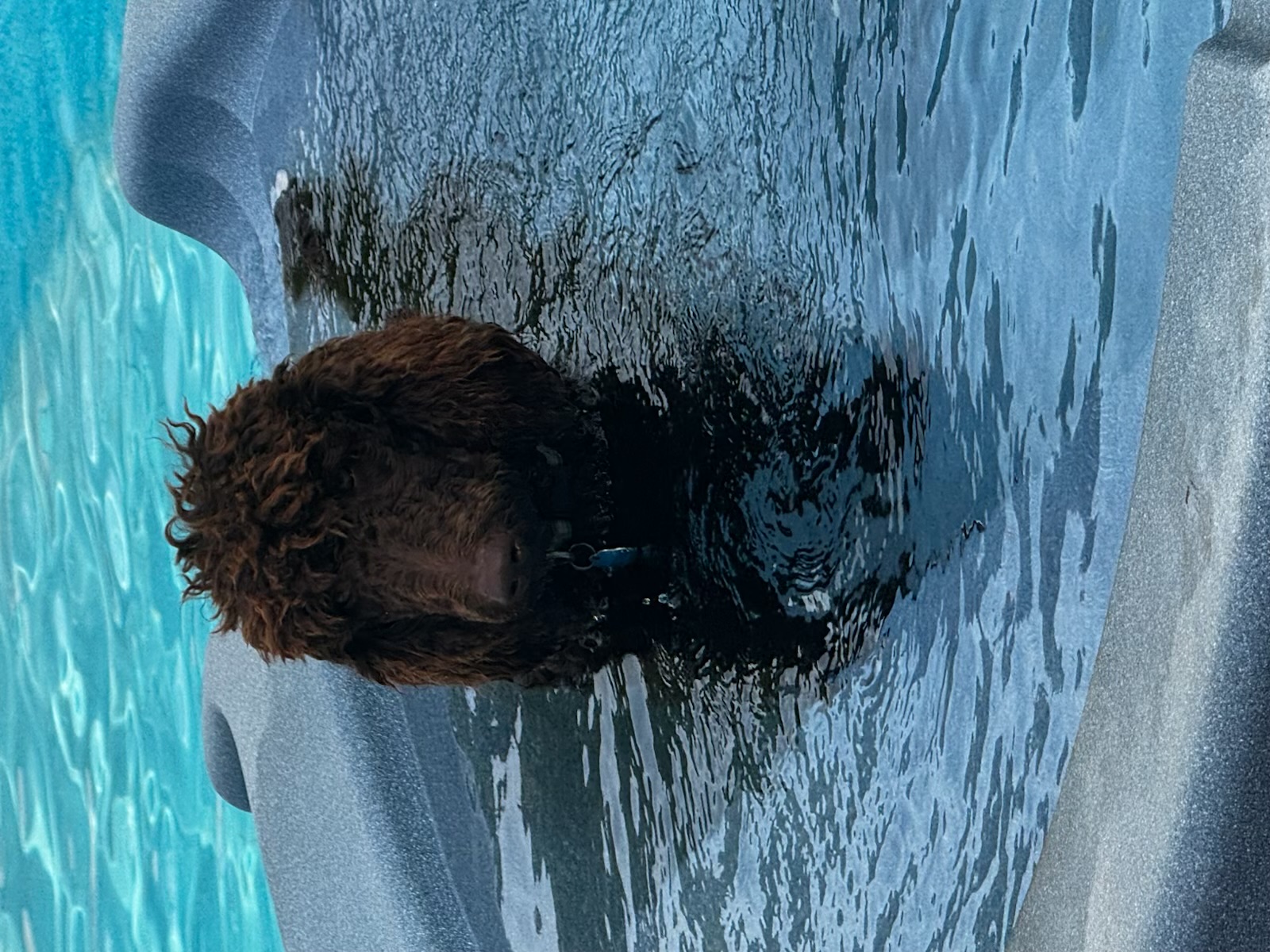 Royaldixiepoodles OFA/CHIC AKC Standard Poodle Breeder 's image