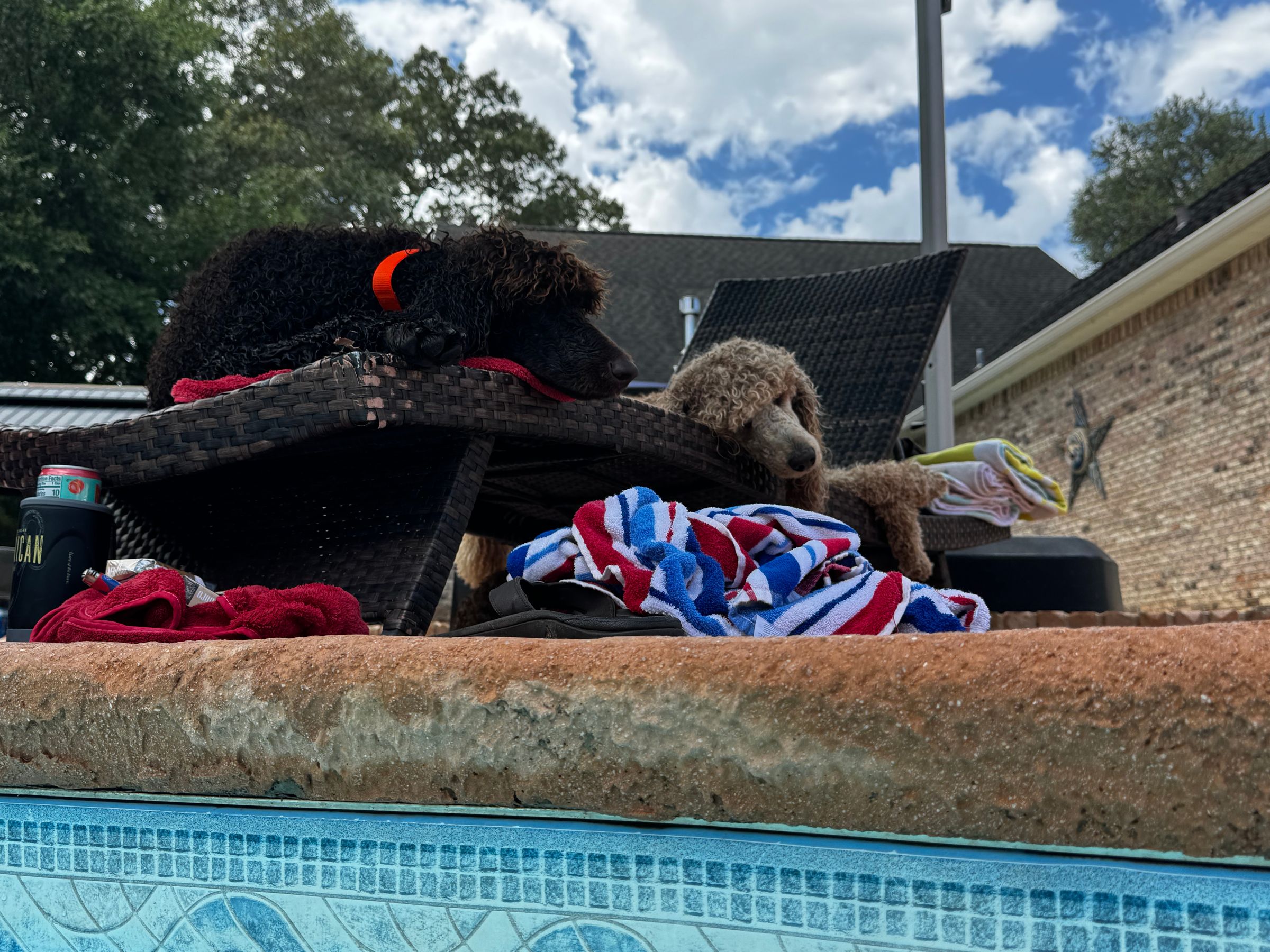Royaldixiepoodles OFA/CHIC AKC Standard Poodle Breeder 's image