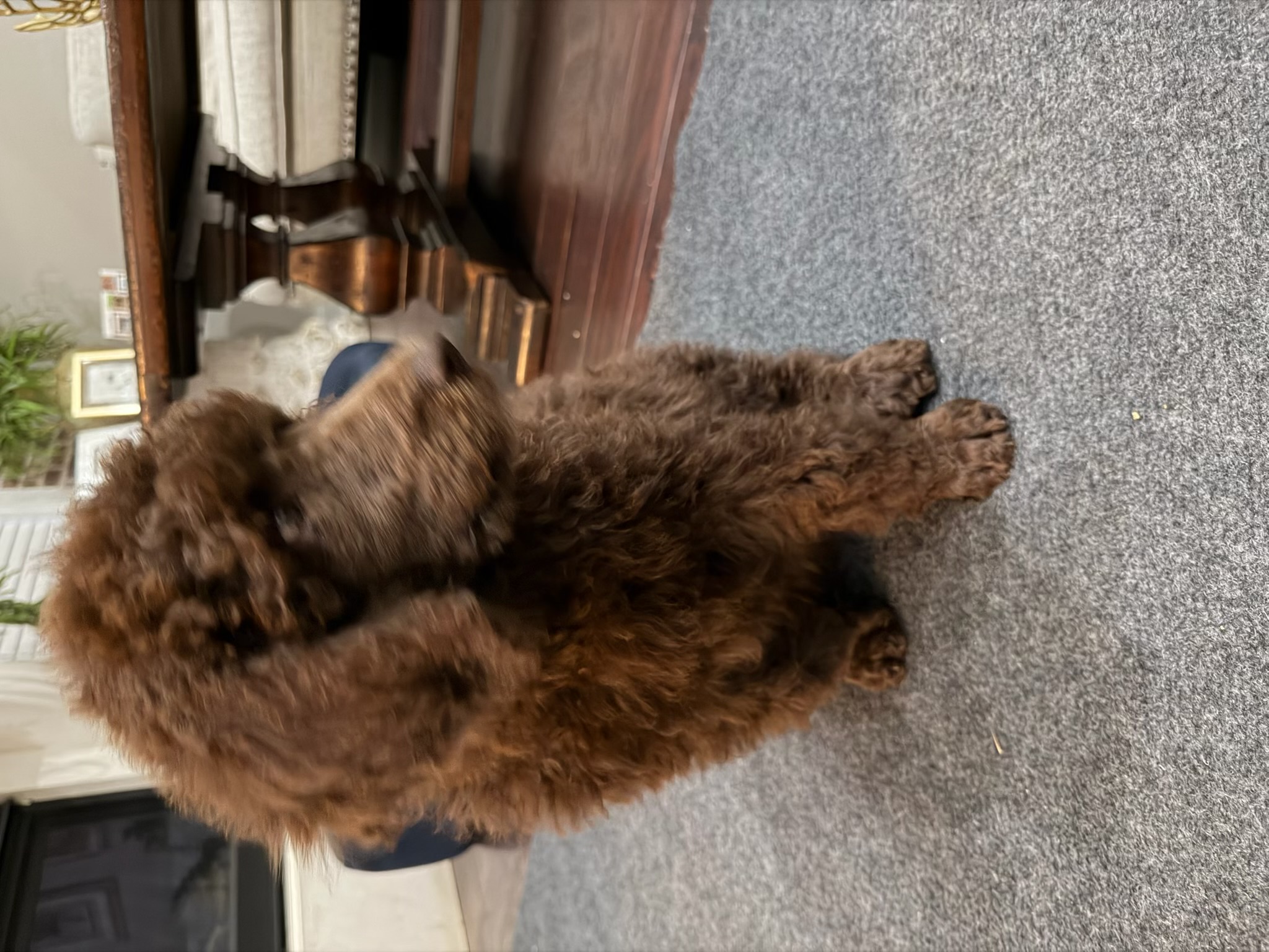 Royaldixiepoodles OFA/CHIC AKC Standard Poodle Breeder 's image