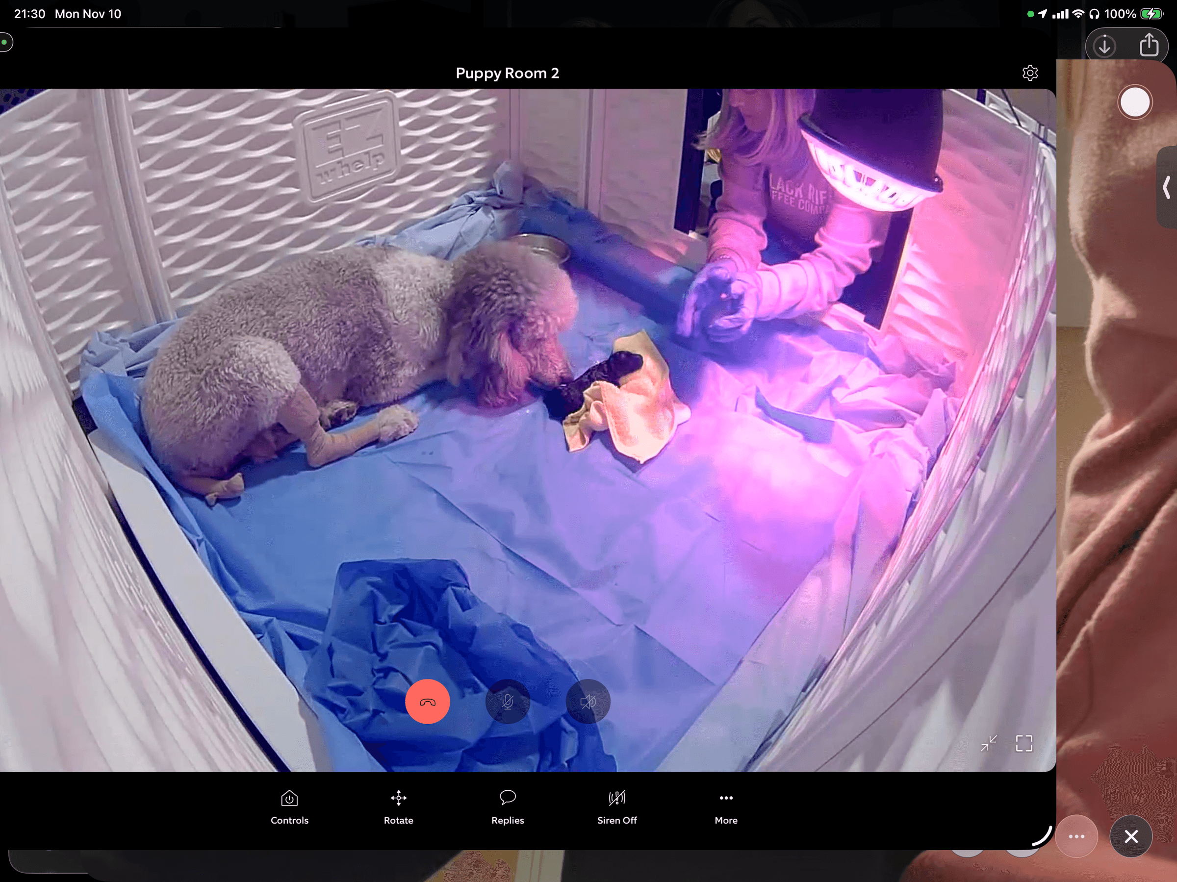 Royaldixiepoodles OFA/CHIC AKC Standard Poodle Breeder 's image