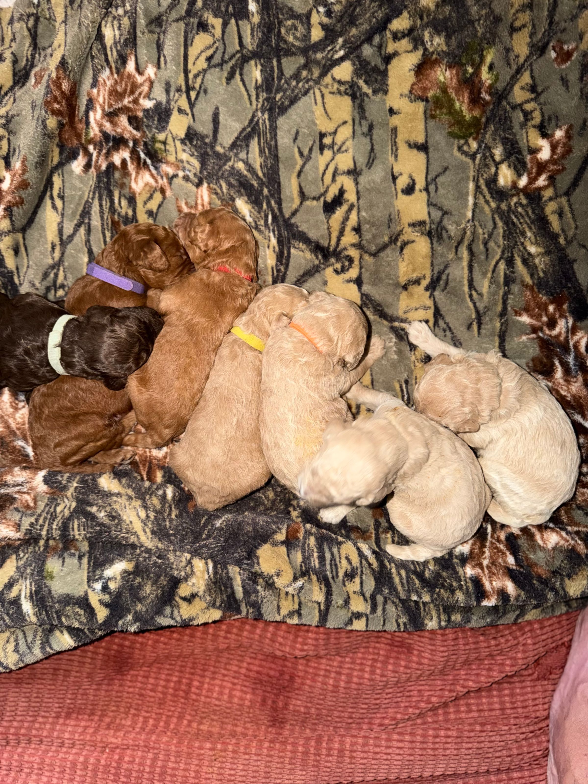 Royaldixiepoodles OFA/CHIC AKC Standard Poodle Breeder 's image