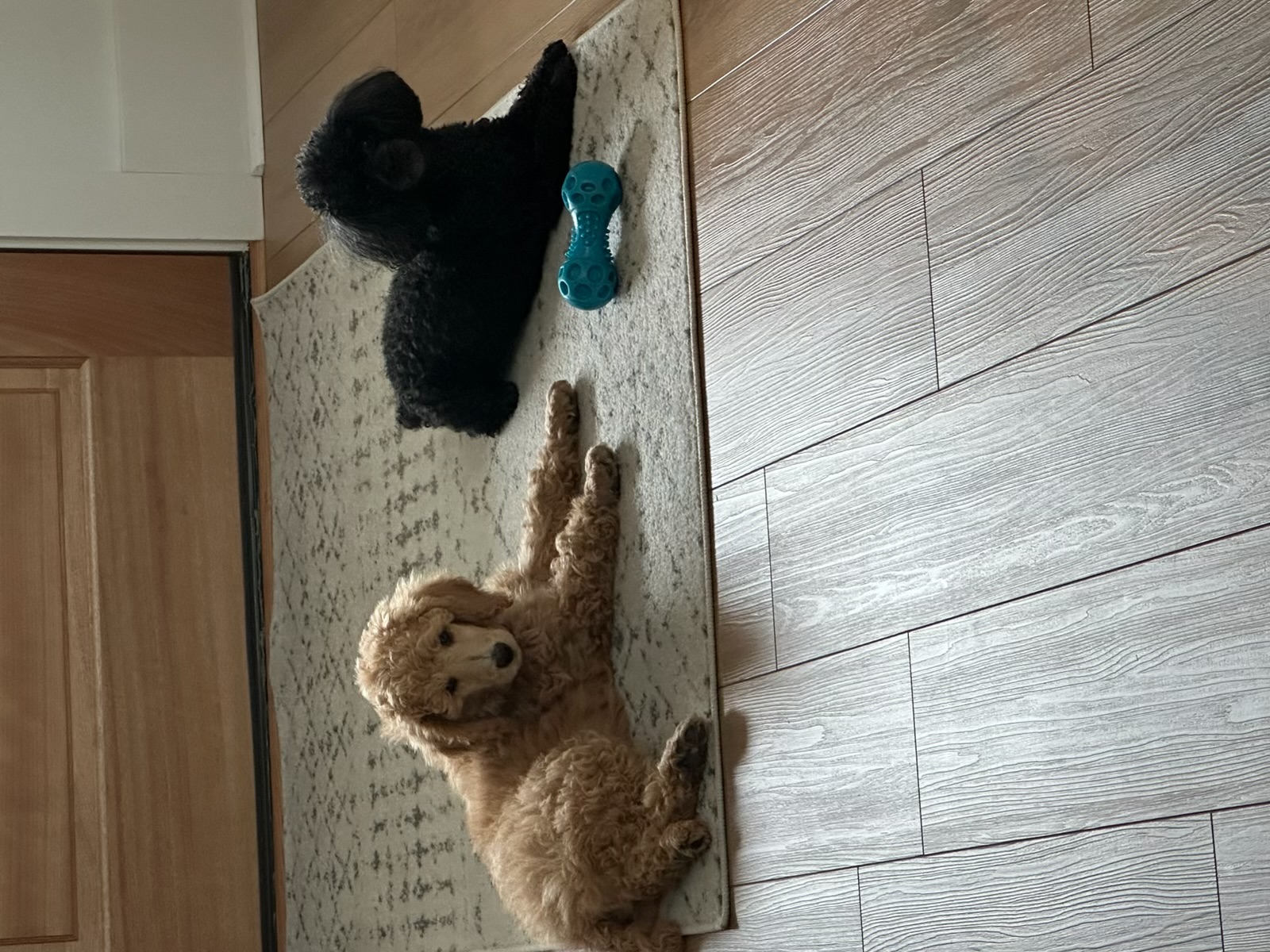 Royaldixiepoodles OFA/CHIC AKC Standard Poodle Breeder 's image