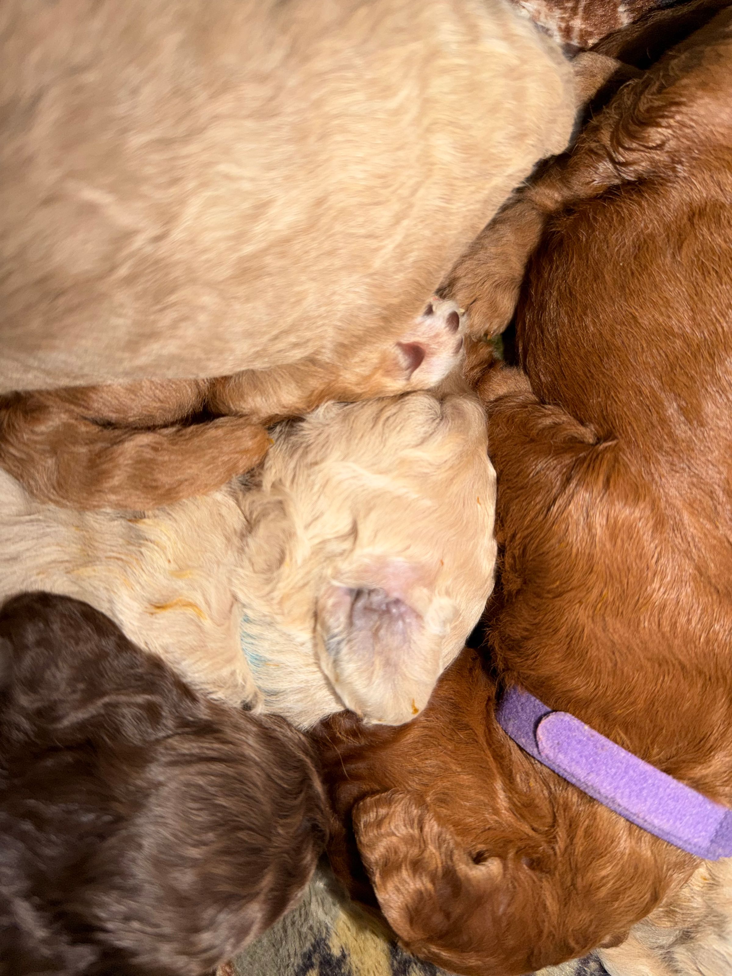 Royaldixiepoodles OFA/CHIC AKC Standard Poodle Breeder 's image