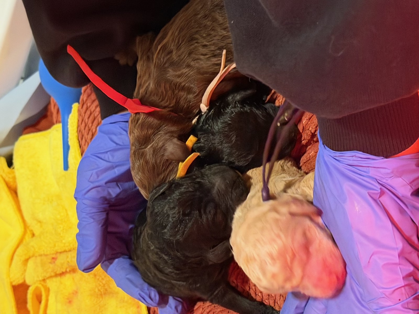 Royaldixiepoodles OFA/CHIC AKC Standard Poodle Breeder 's image