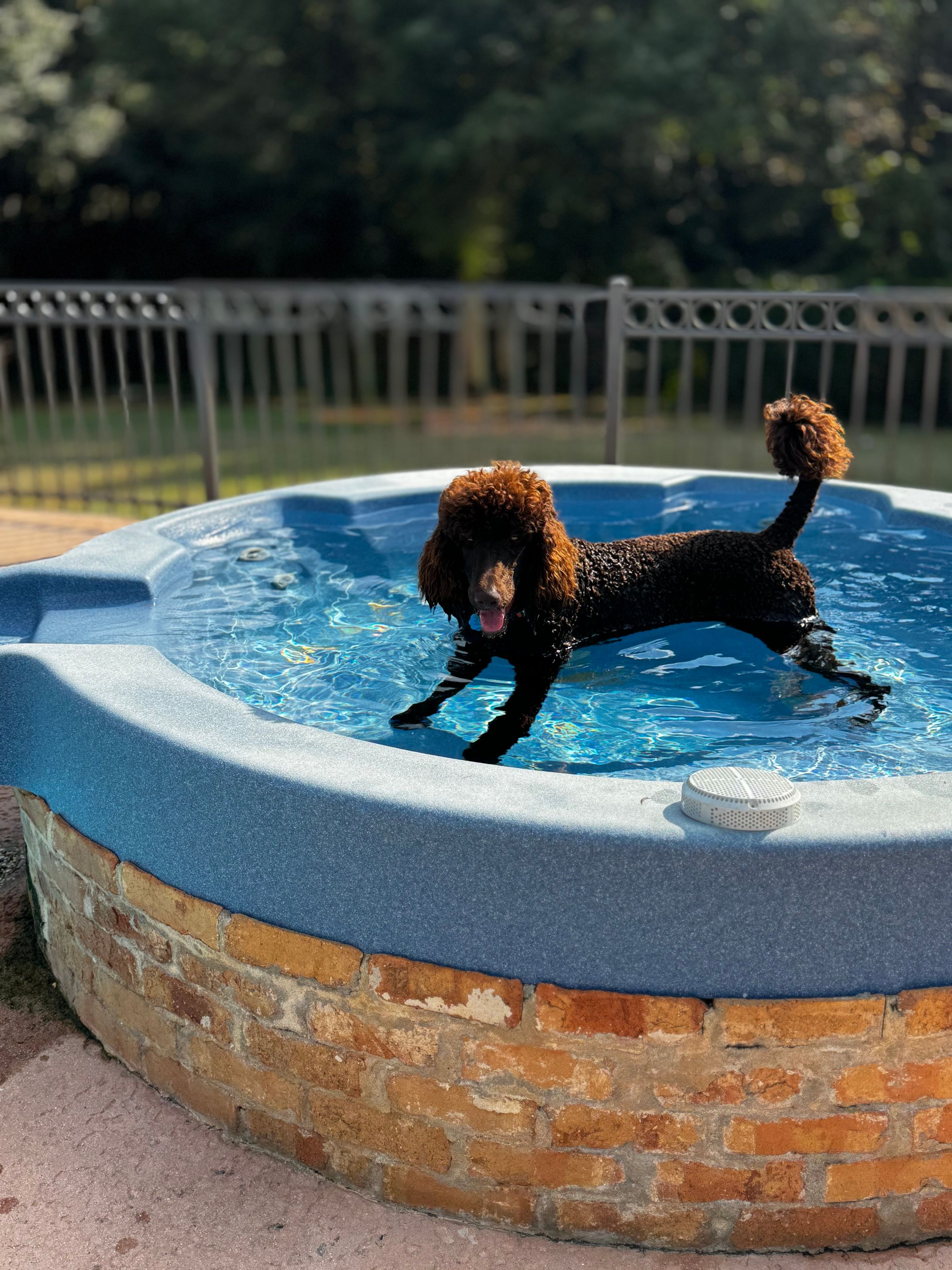 Royaldixiepoodles OFA/CHIC AKC Standard Poodle Breeder 's image