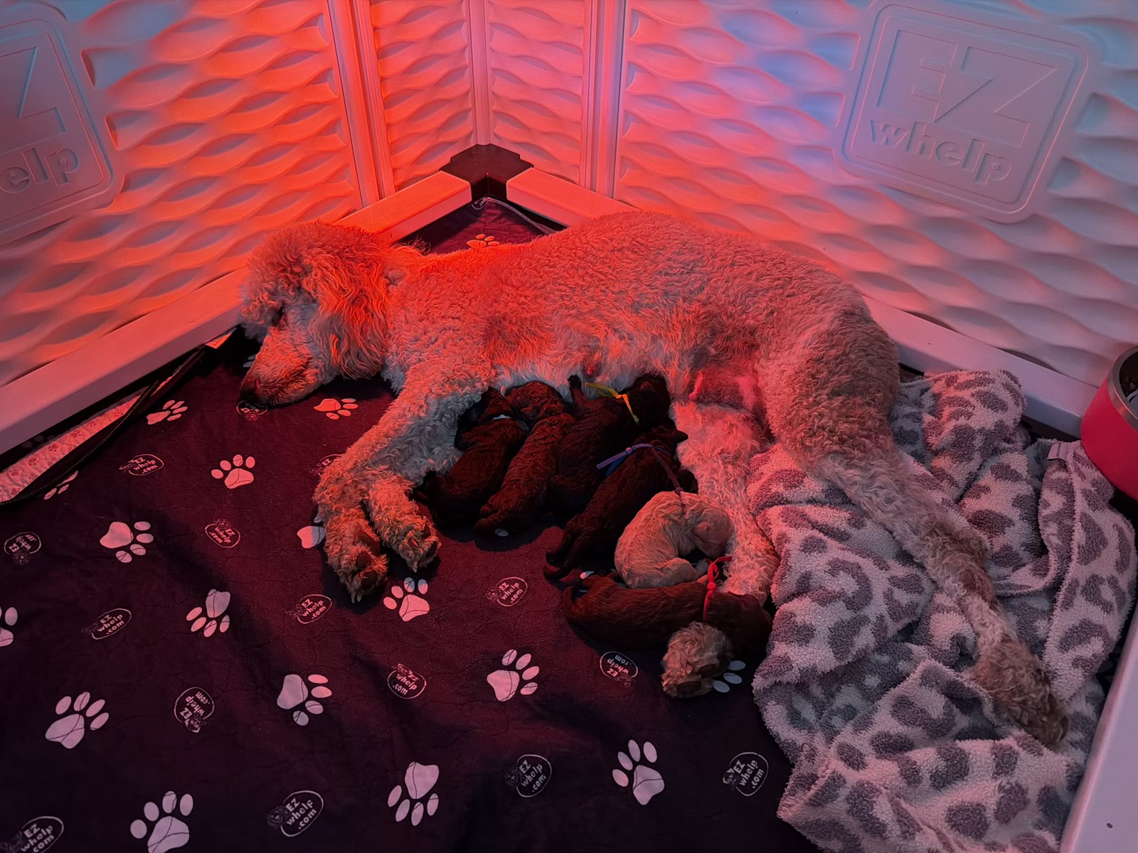 Royaldixiepoodles OFA/CHIC AKC Standard Poodle Breeder 's image